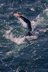 A person in a wet suit swimming in the ocean