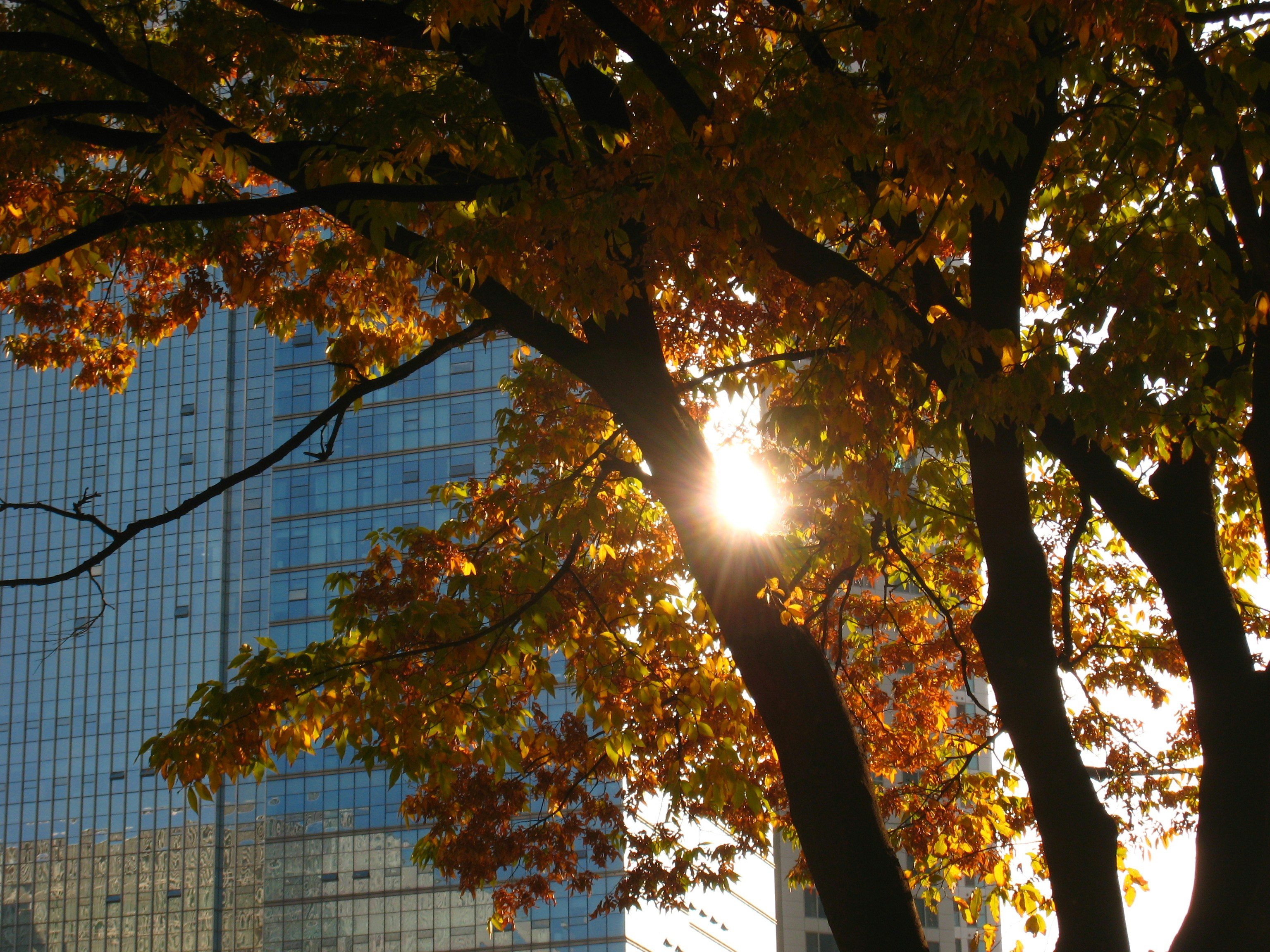 The sun is shining through the trees in the city