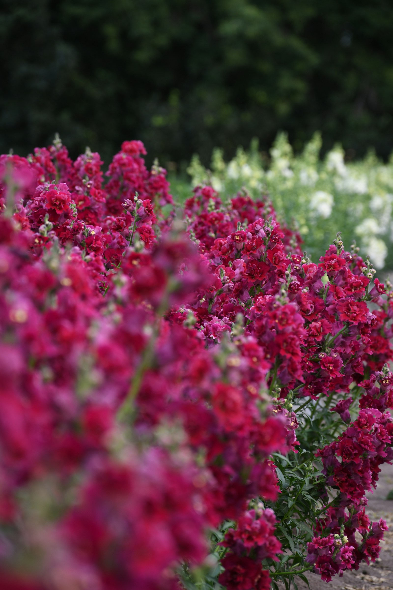 Beautiful colorful flowers found in Lawson Heights Saskatoon
