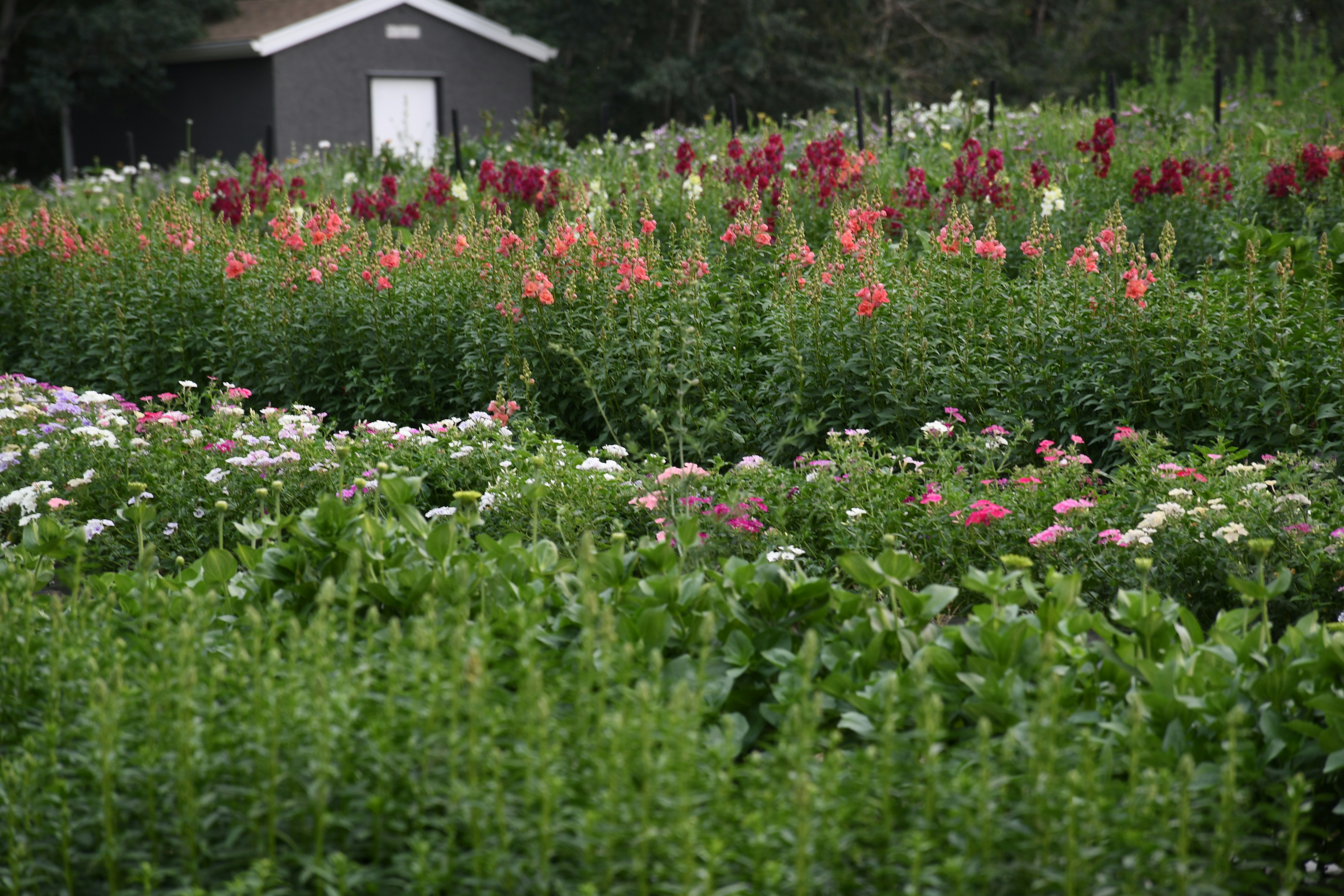 A field of flowers with a house in the background