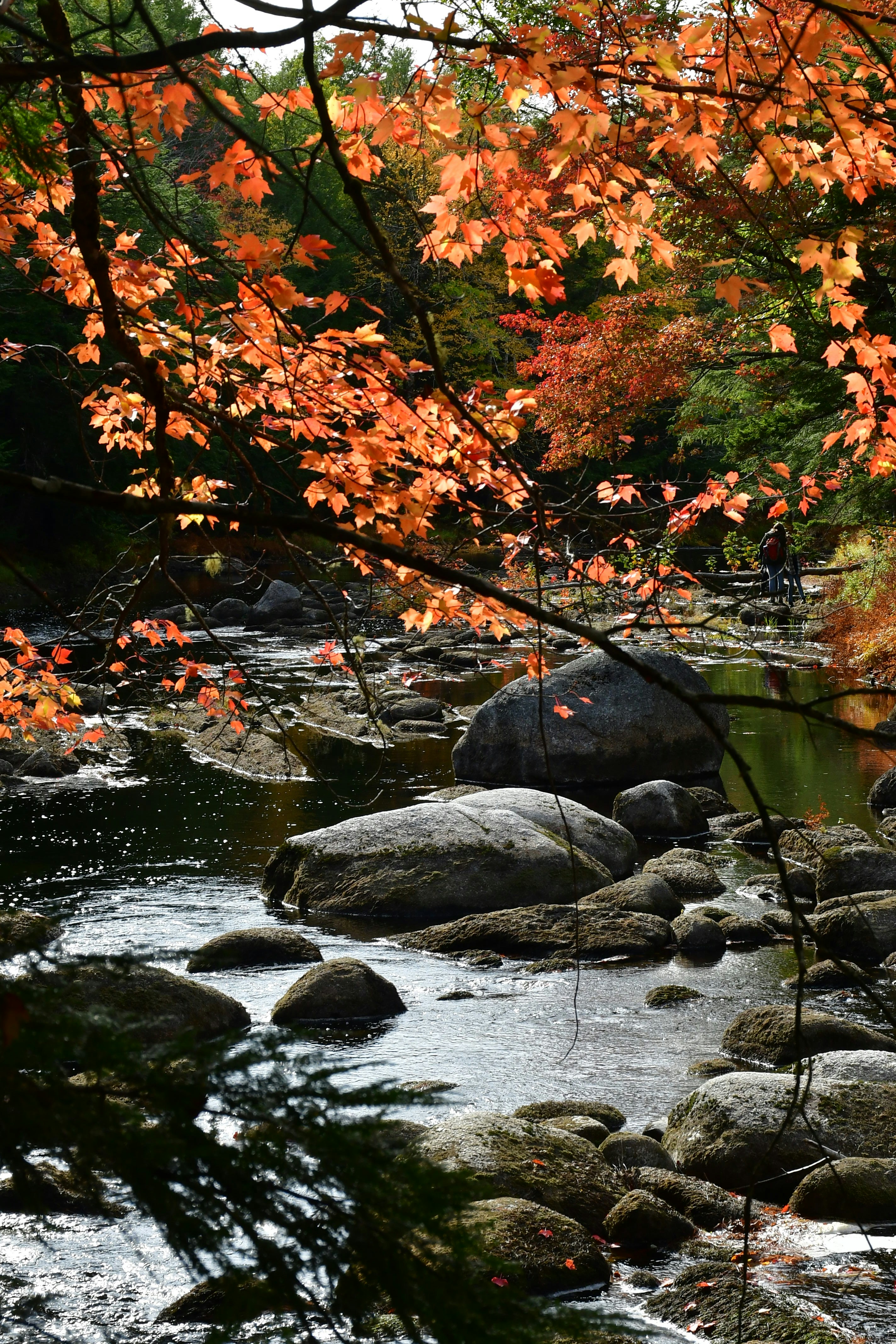A stream running through a forest filled with lots of rocks