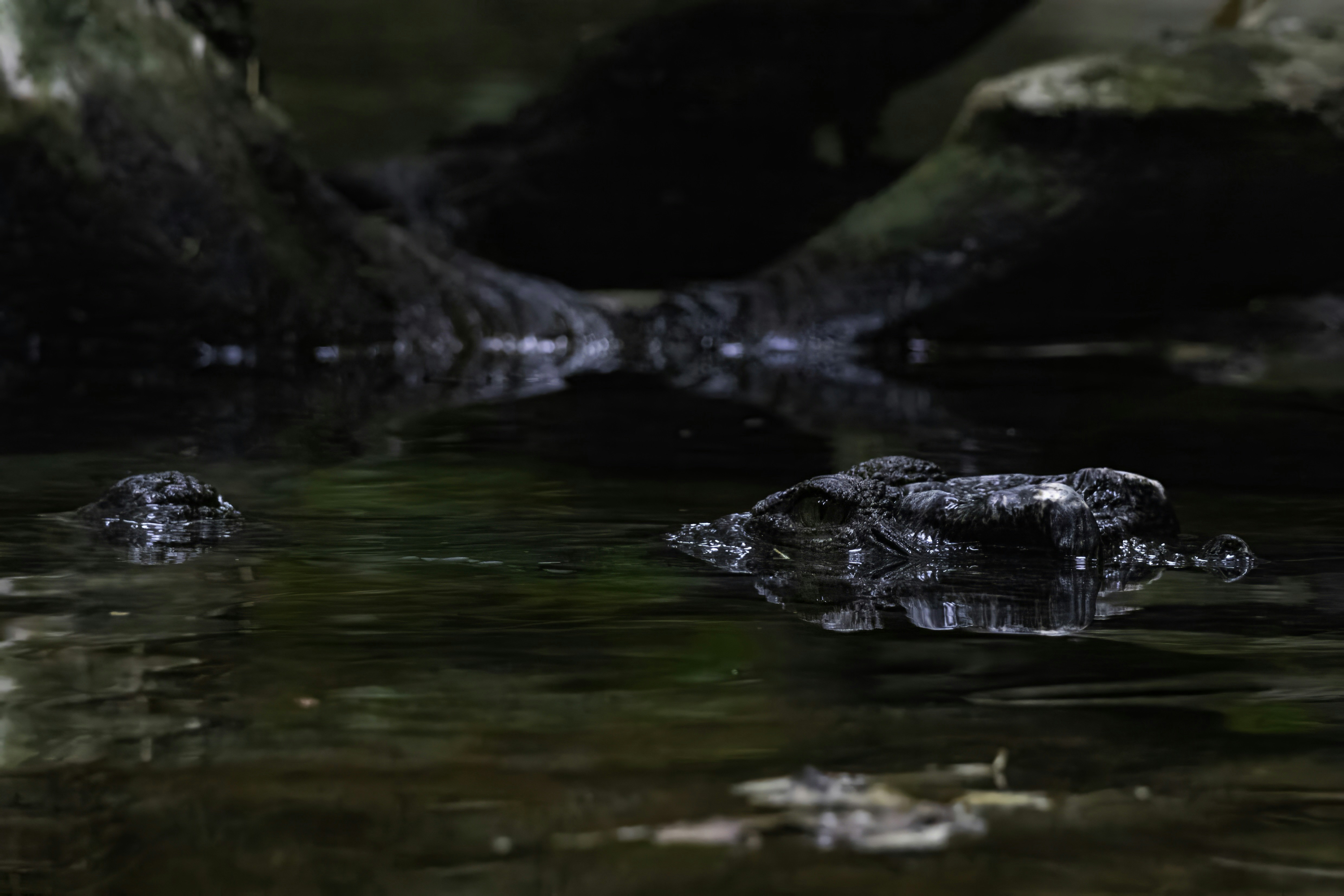 Photo by thedailystruggles