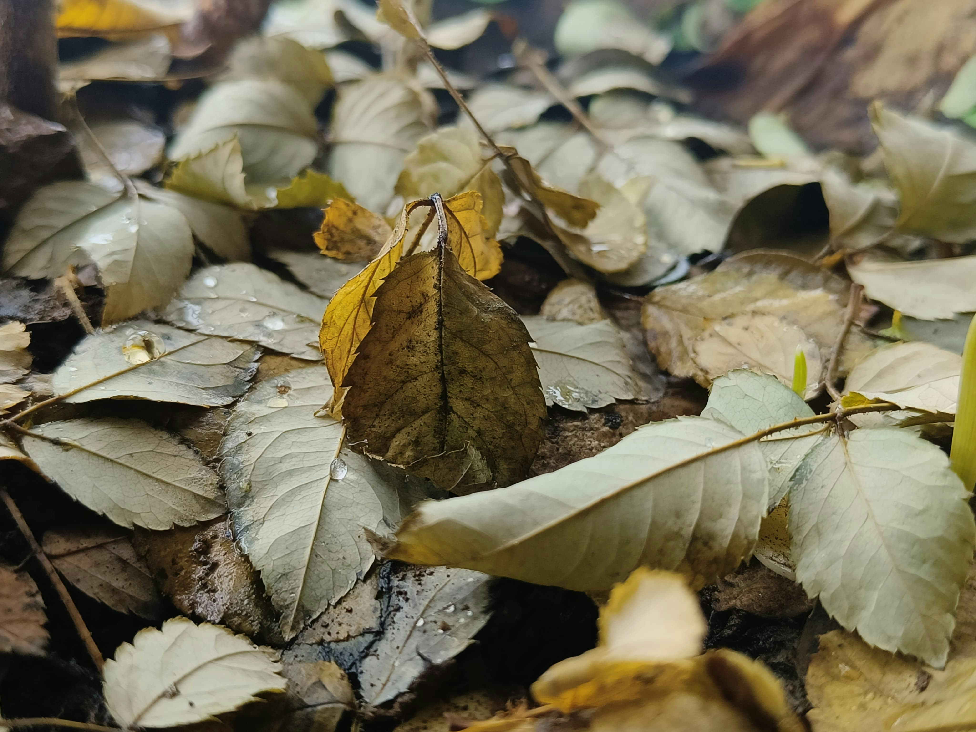 A bunch of leaves that are laying on the ground