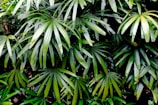 A close up of a plant with lots of green leaves