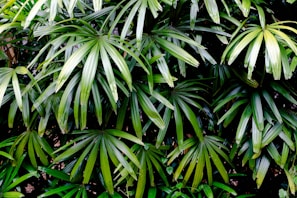 A close up of a plant with lots of green leaves