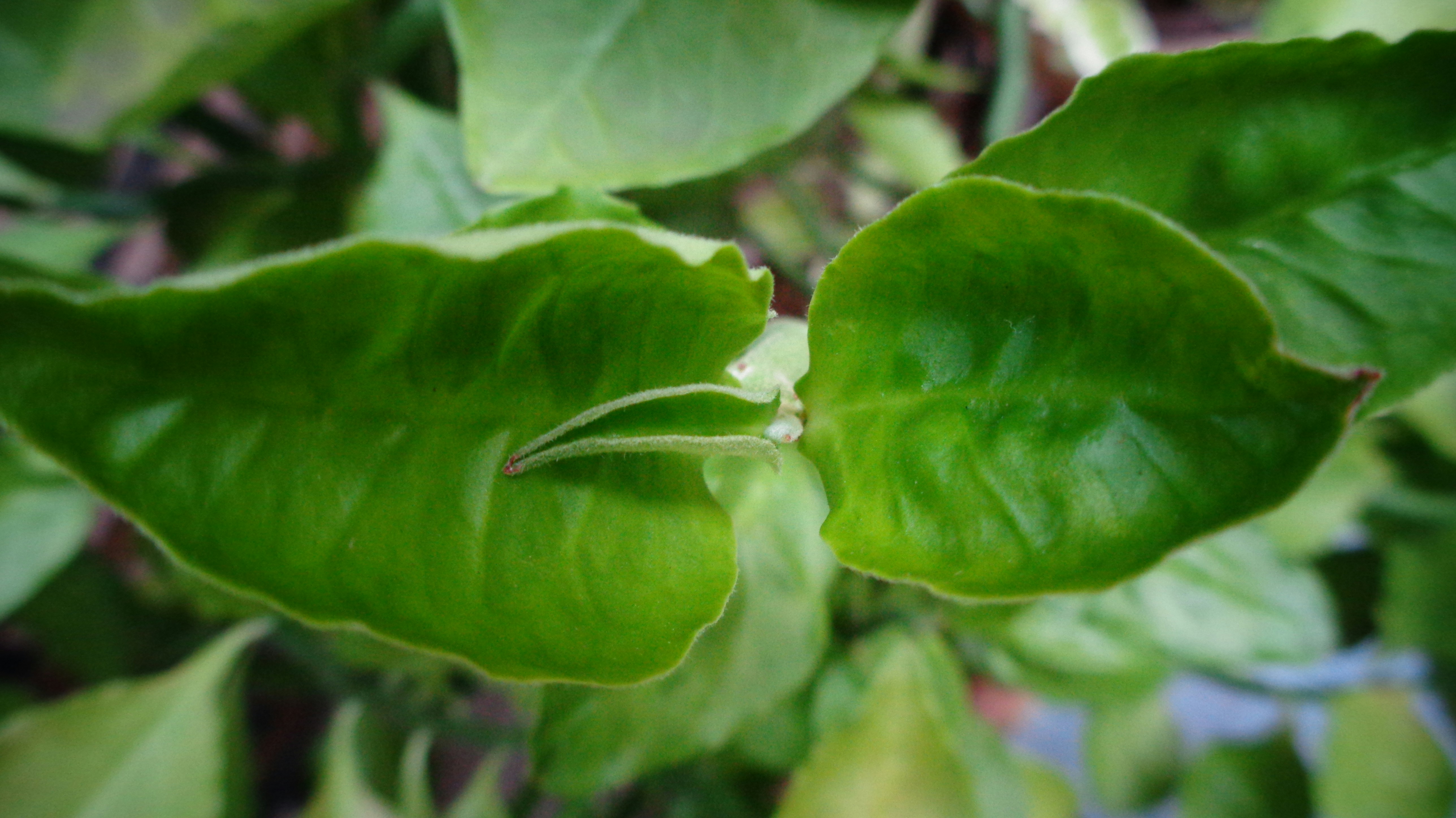 Photo by sciencaholic