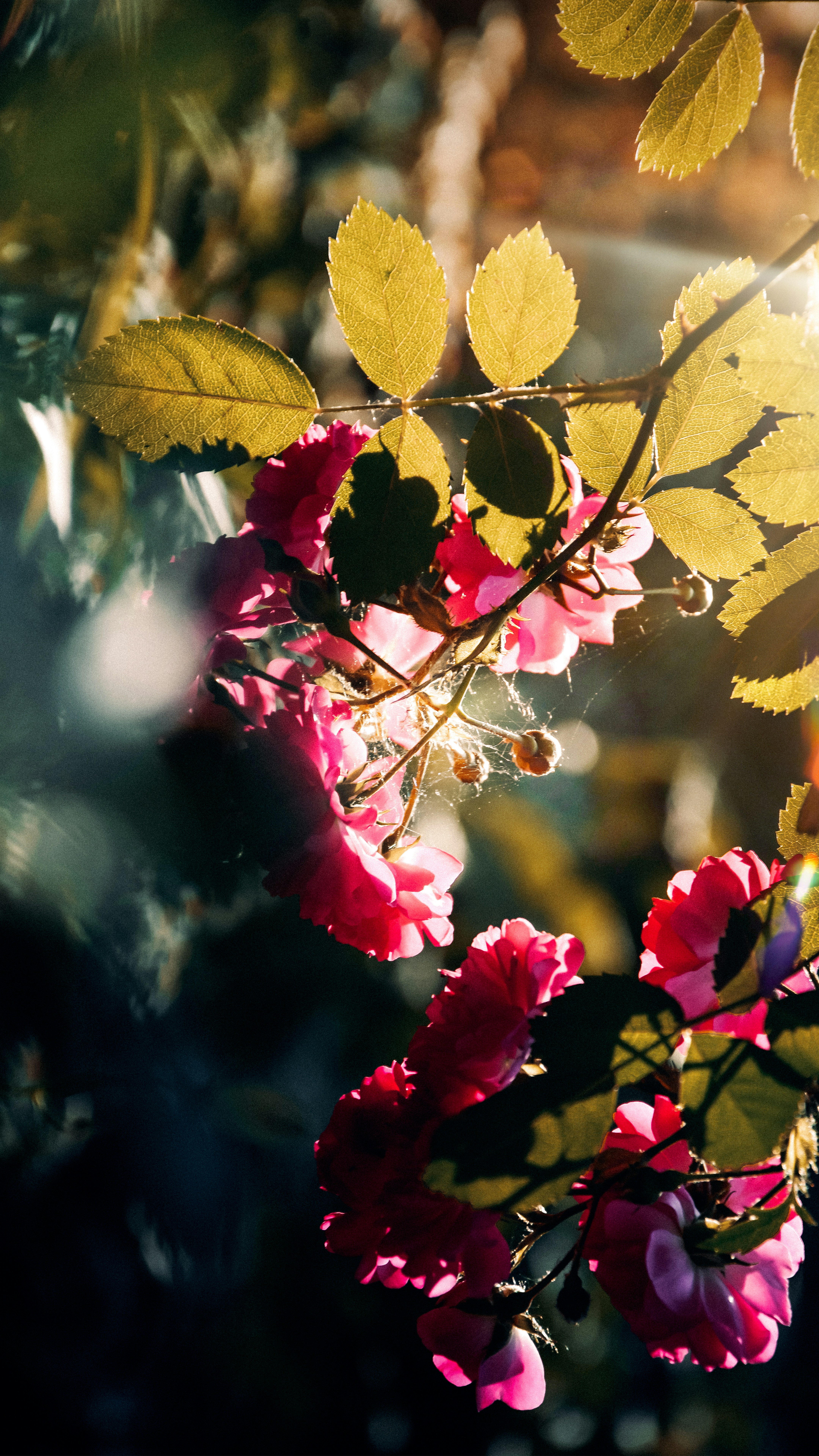 Photo by impermanent