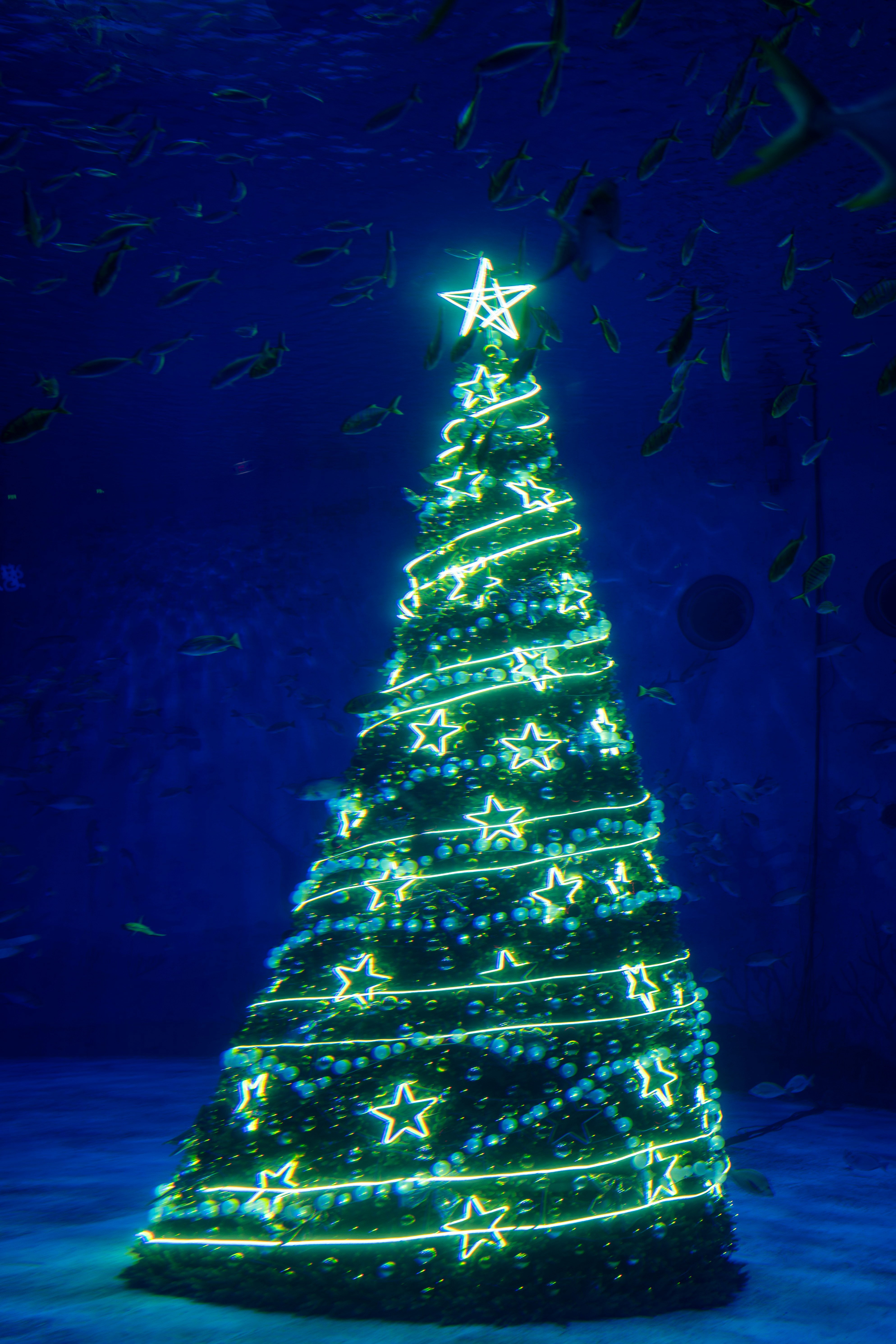 A lit christmas tree in the middle of the night