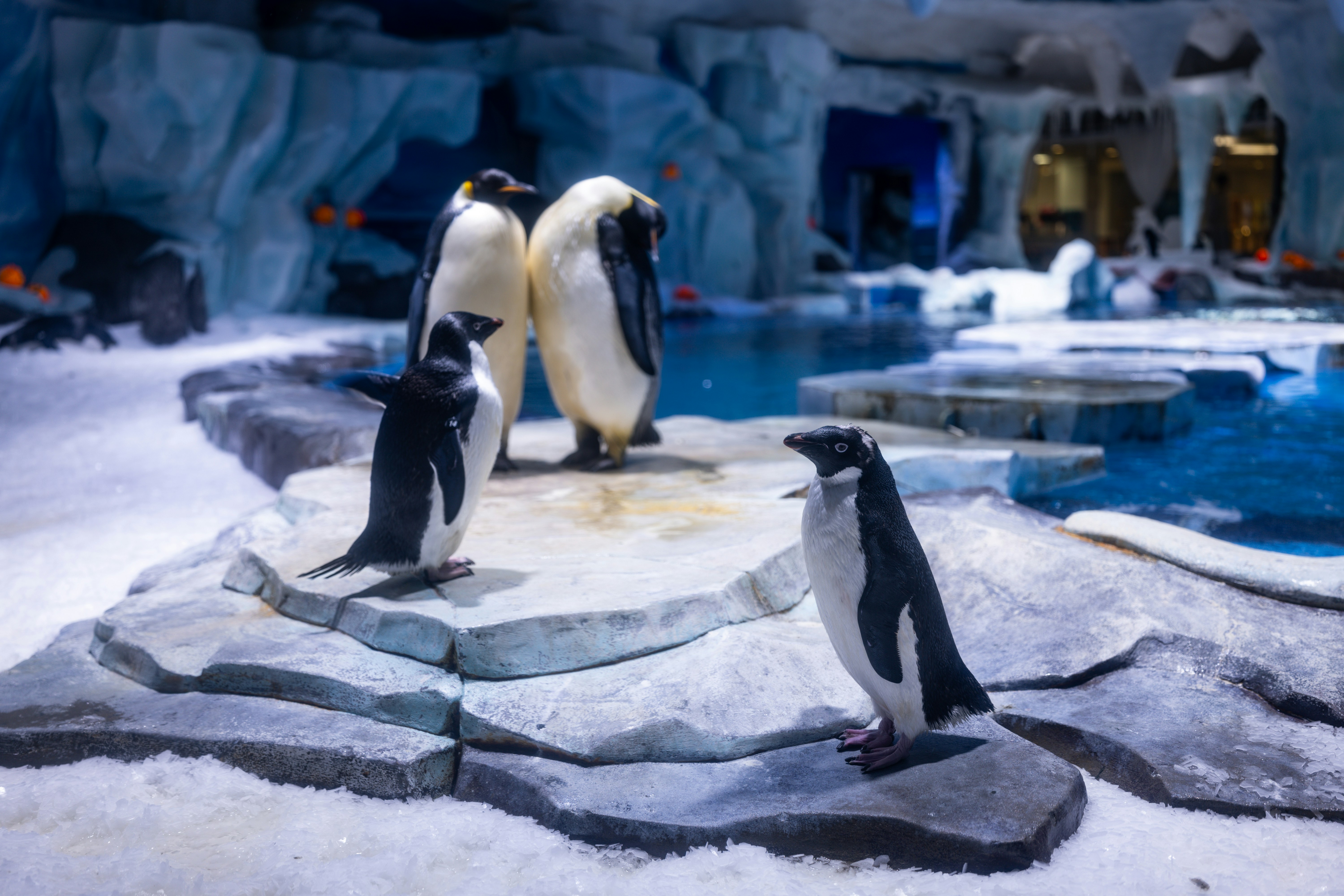 Ein paar Pinguine, die im Schnee stehen Foto – Kostenloses Bild zum Thema  Tier auf Unsplash, image size:3000x2000