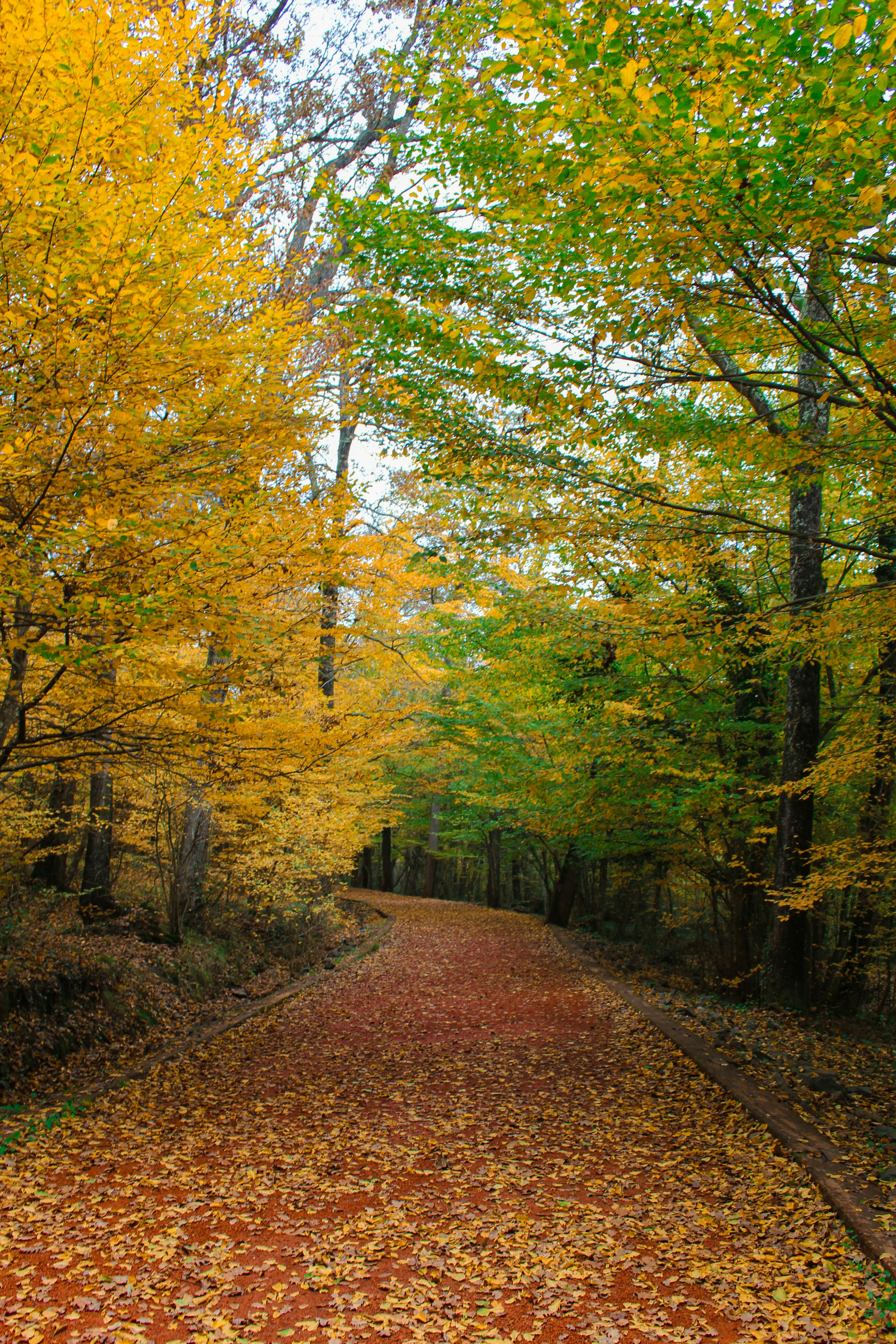 A dirt road surrounded by trees with yellow leaves