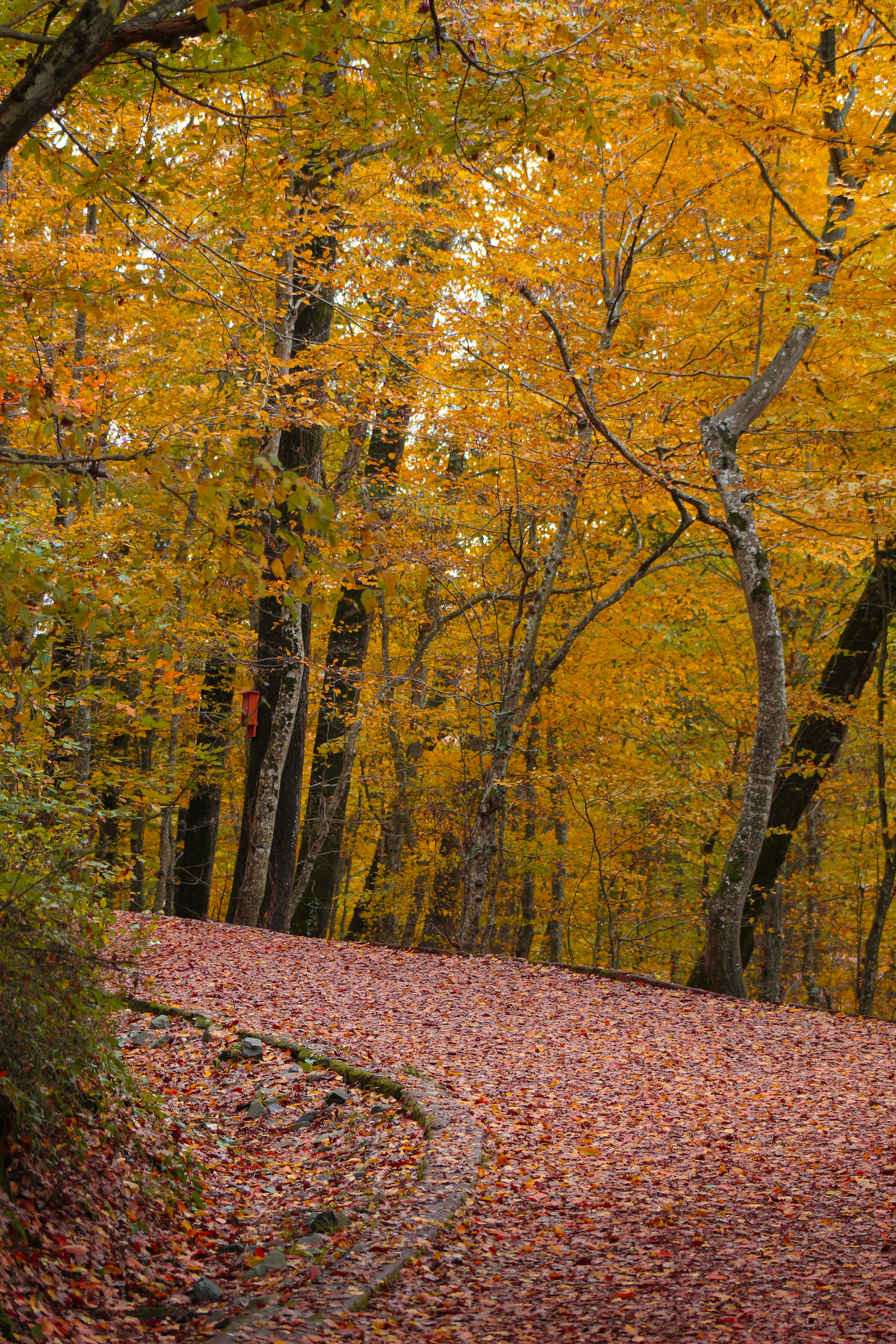 A bench on a leaf covered path in the woods
