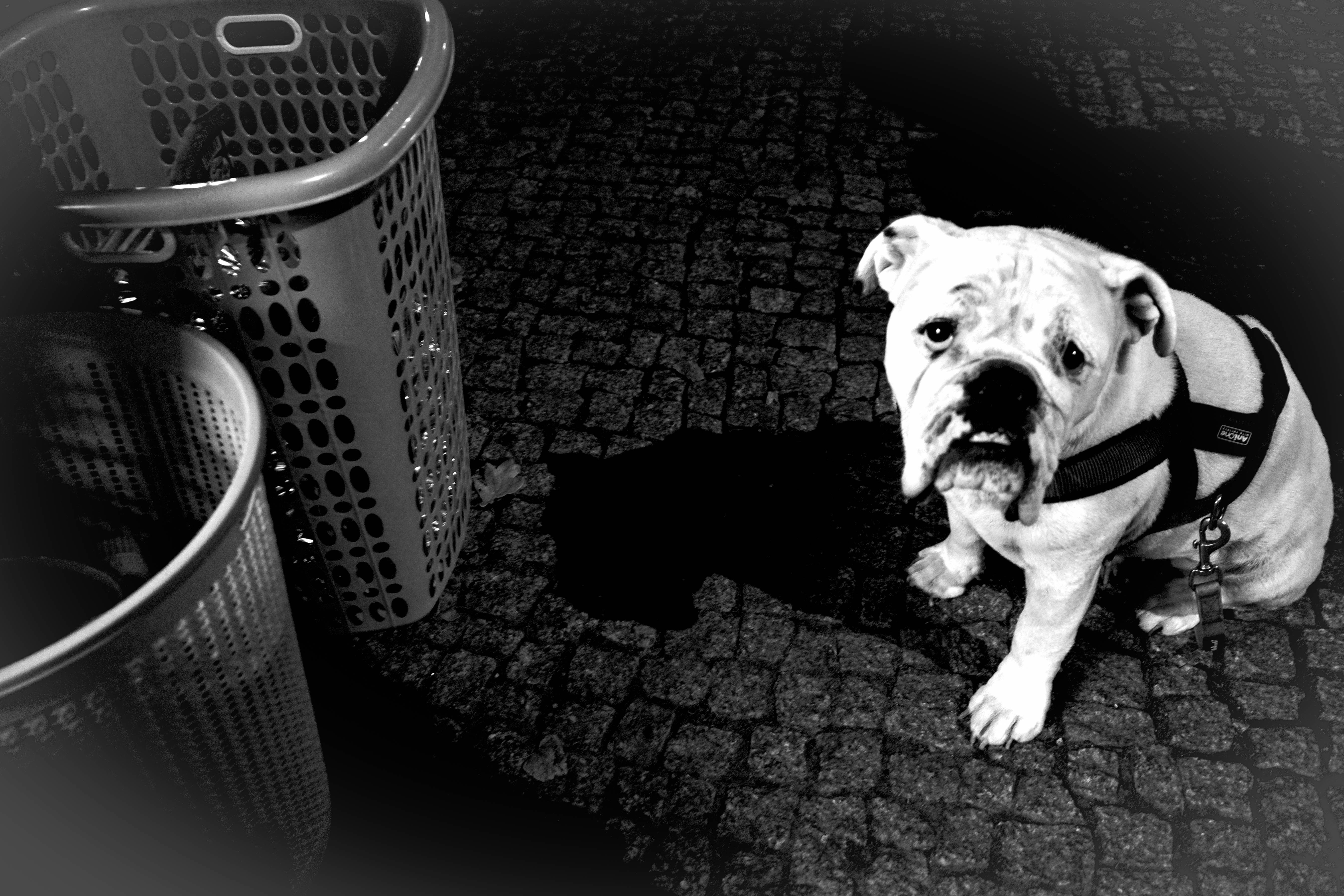 A dog sitting next to a trash can
