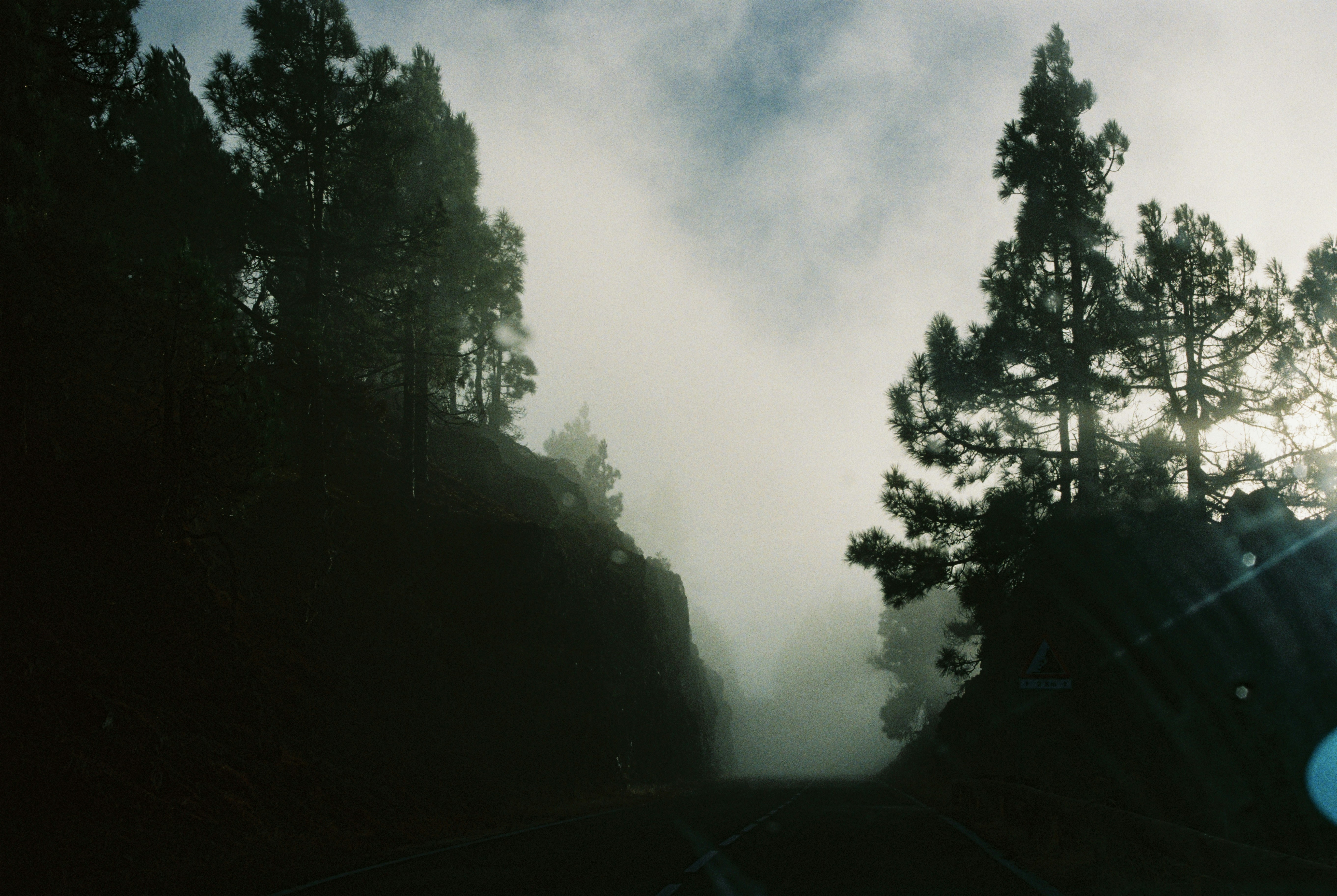 A blurry photo of a forest with trees