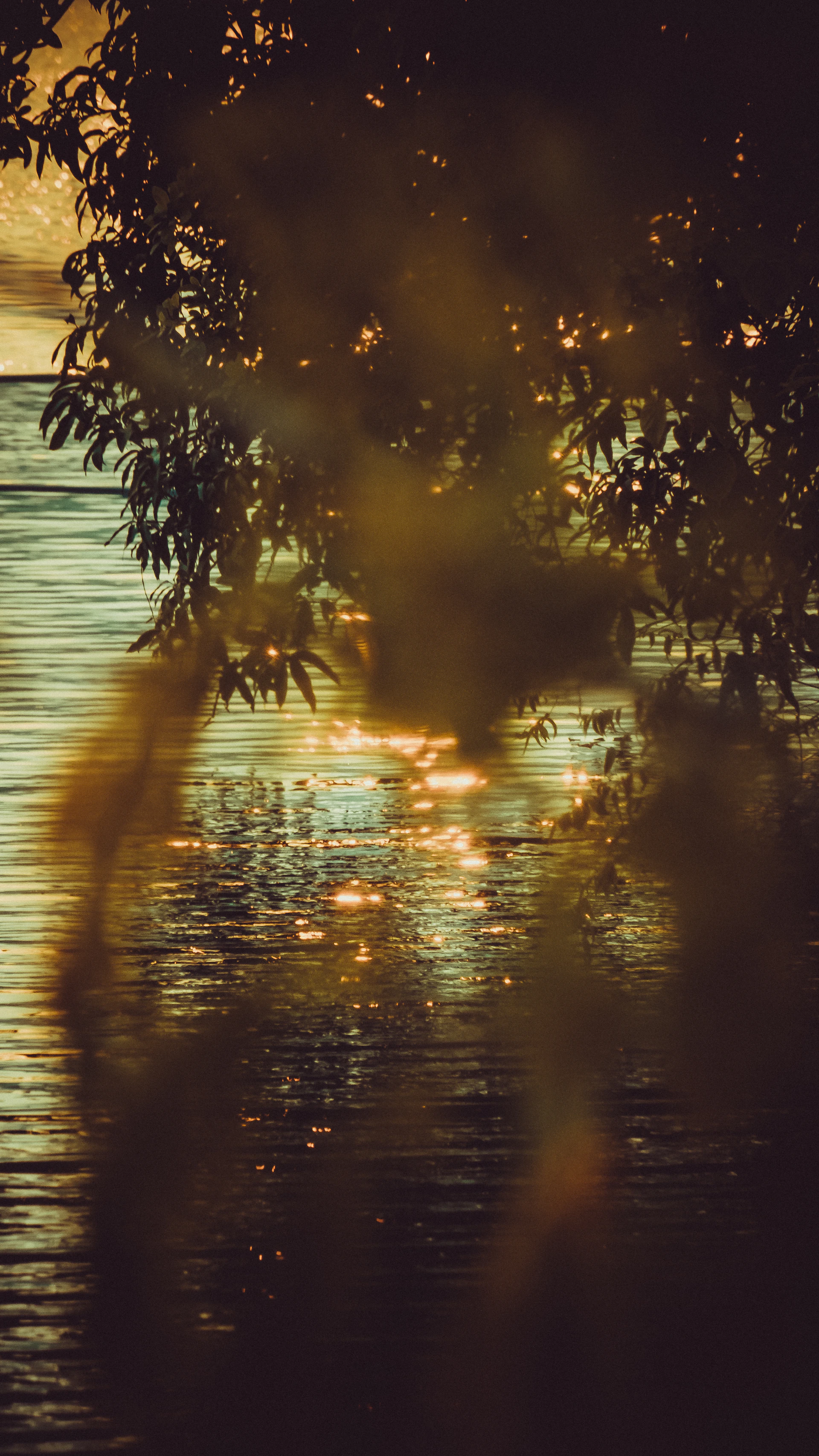 A body of water with trees in the foreground