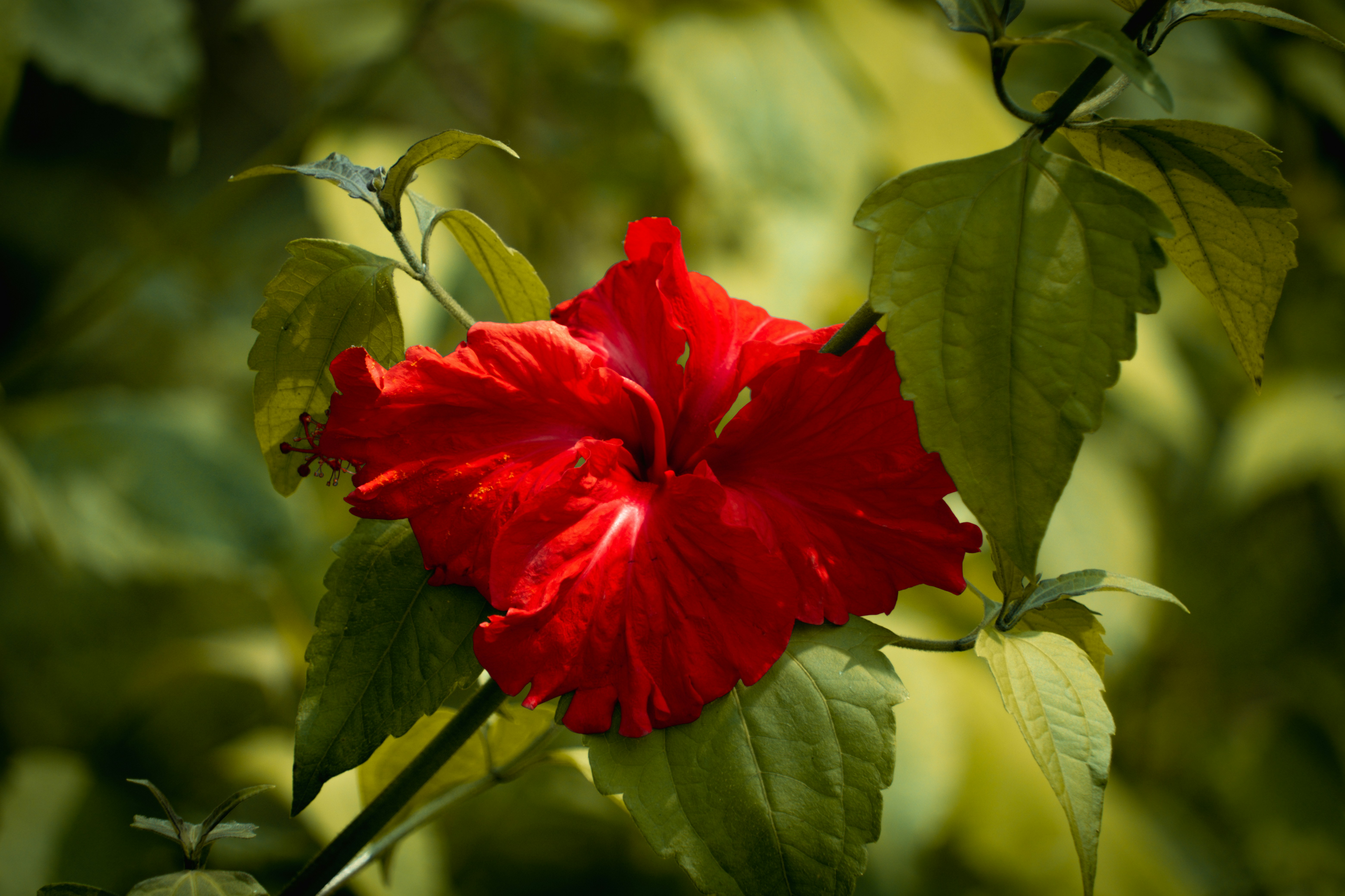 A red flower with green leaves in the background