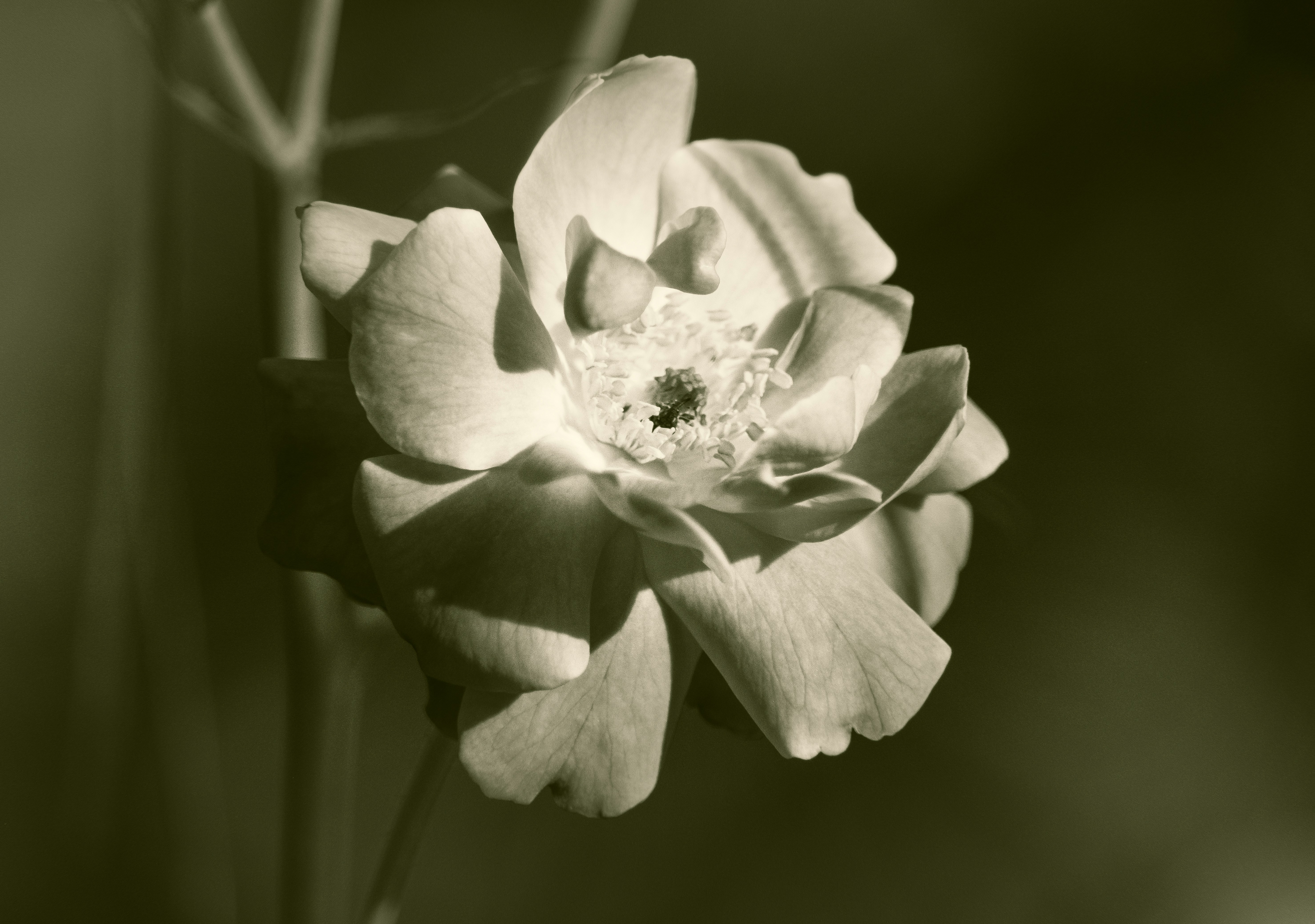 A black and white photo of a flower