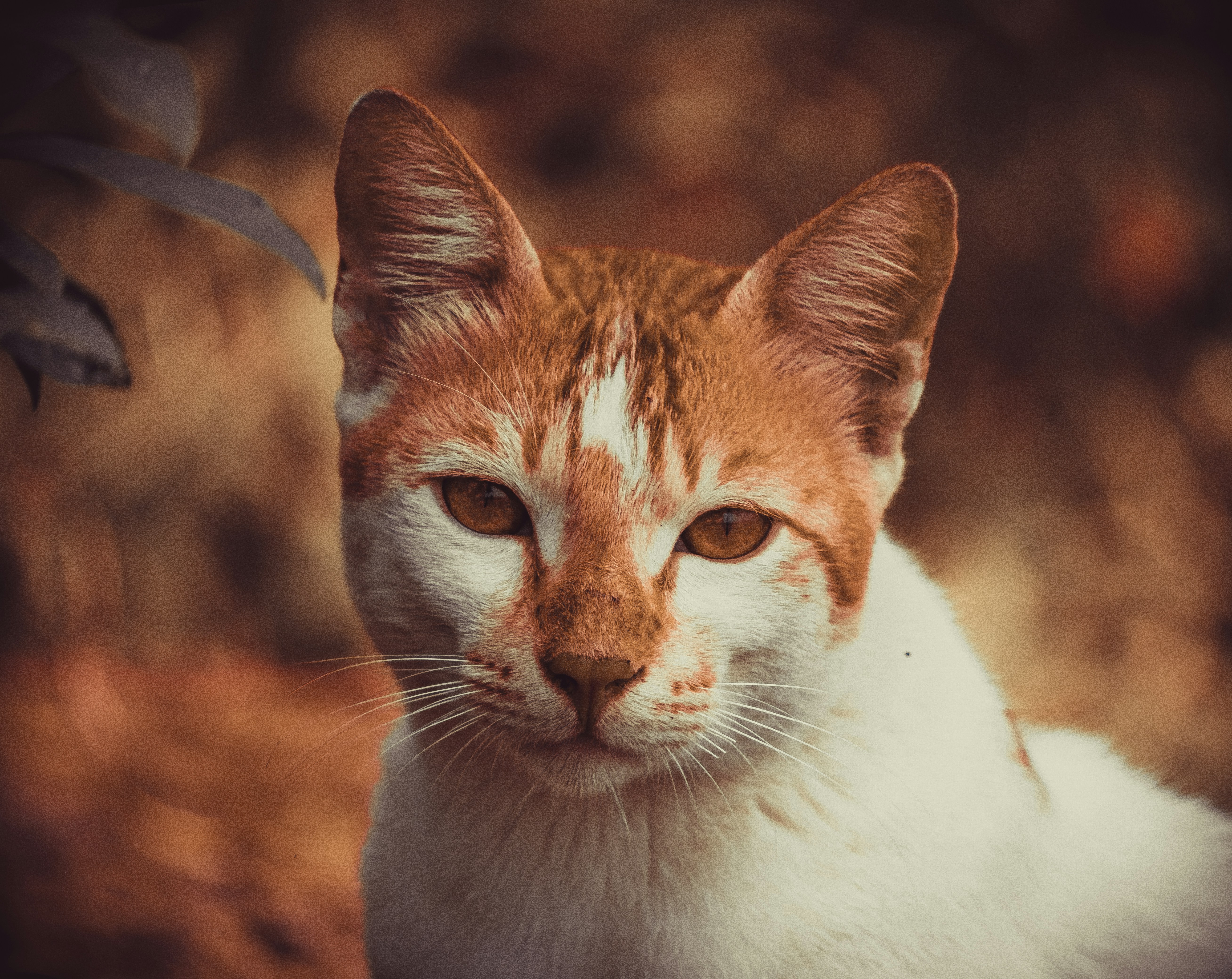 A close up of a cat with a blurry background