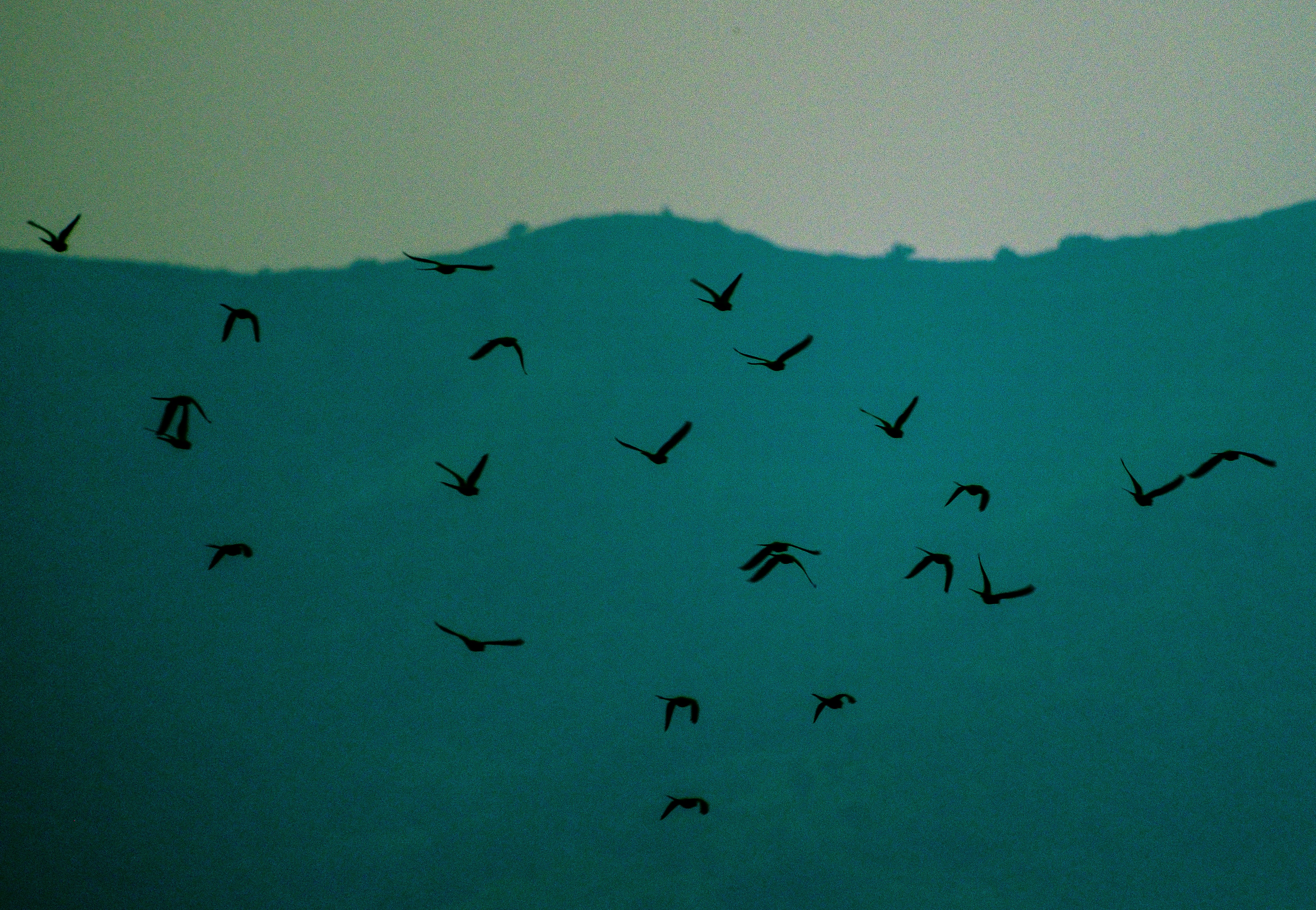 A flock of birds flying over a snow covered hill