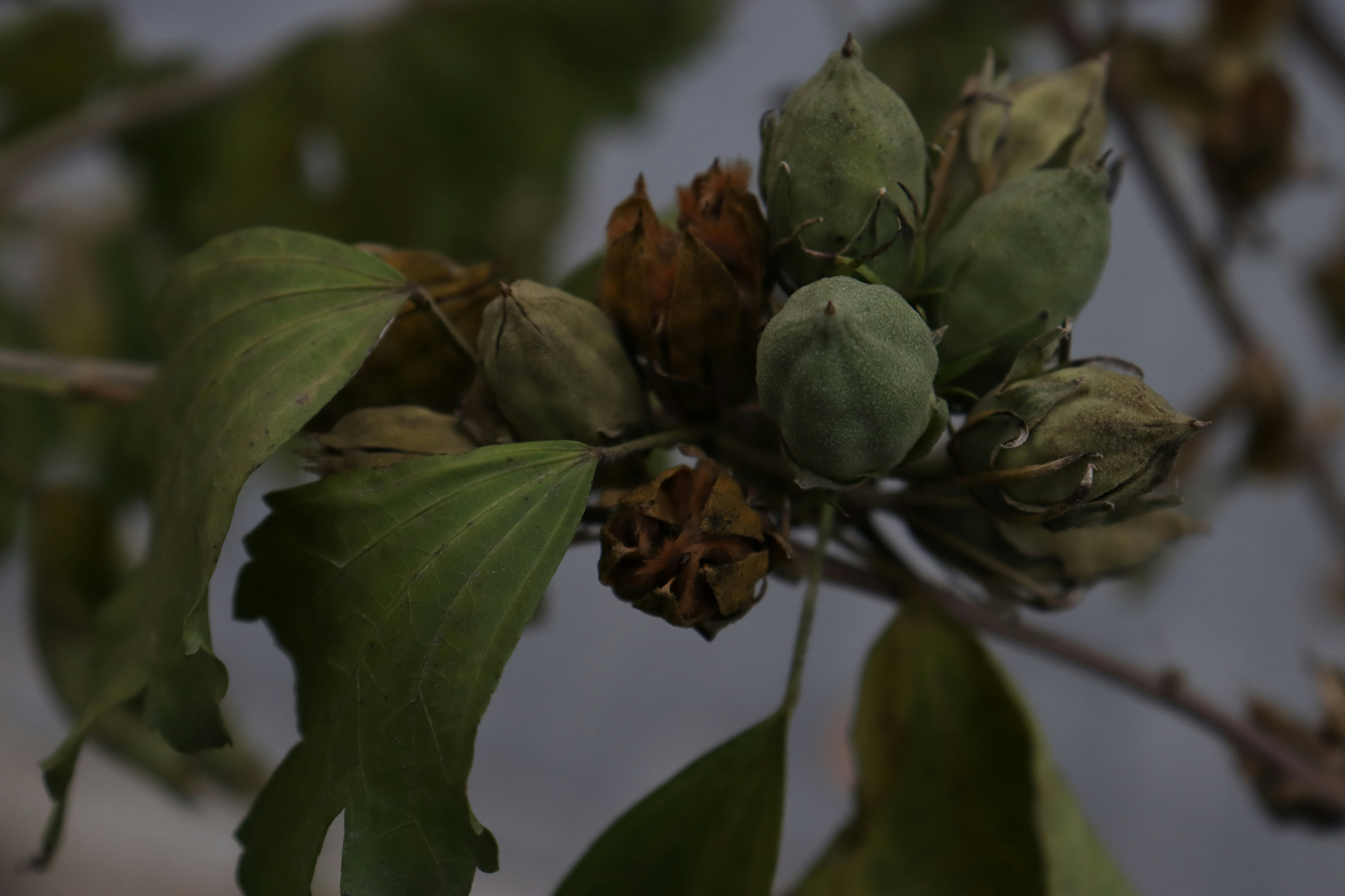 Photo by bored_mongoose