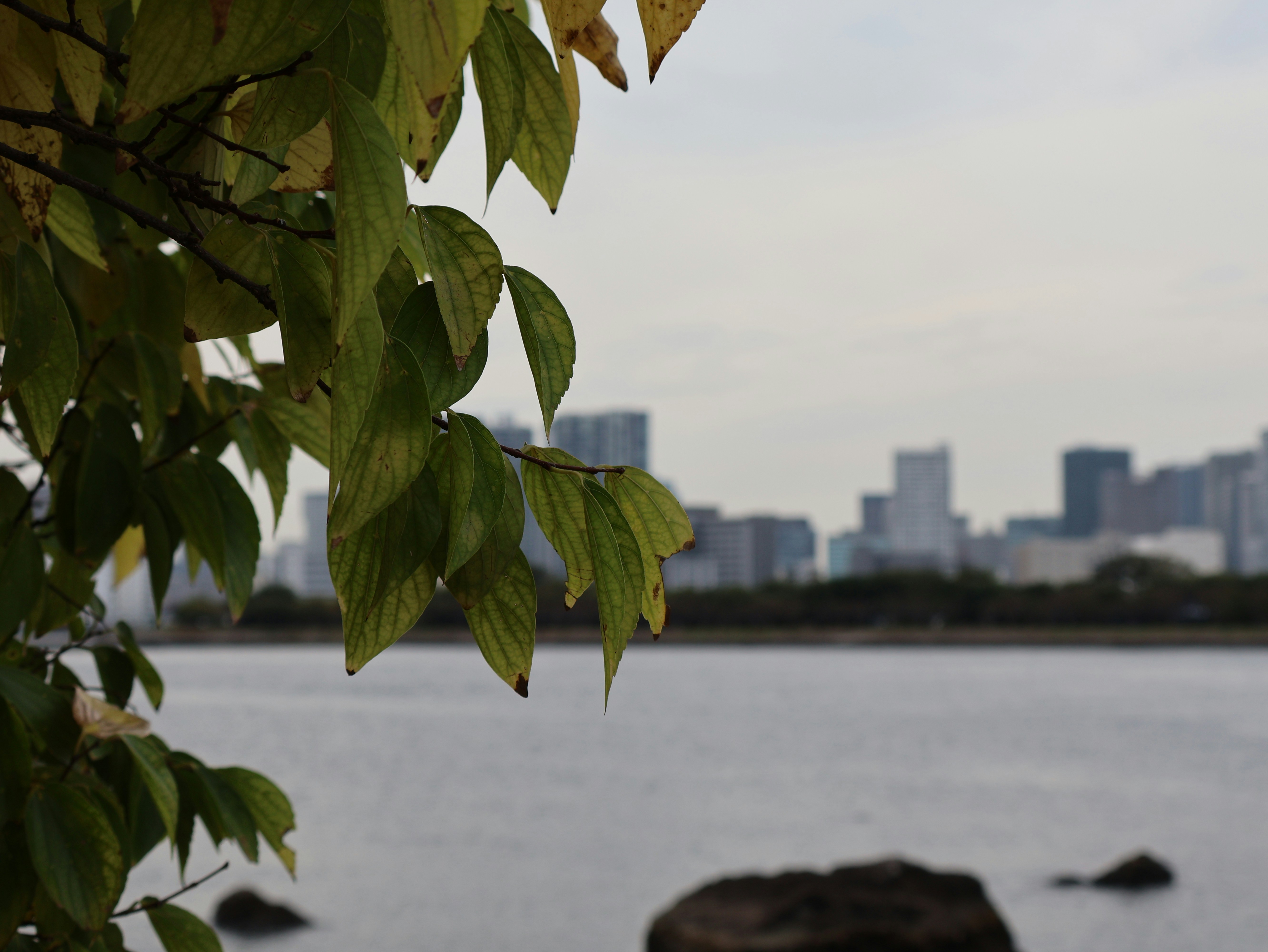 A view of a body of water with a city in the background