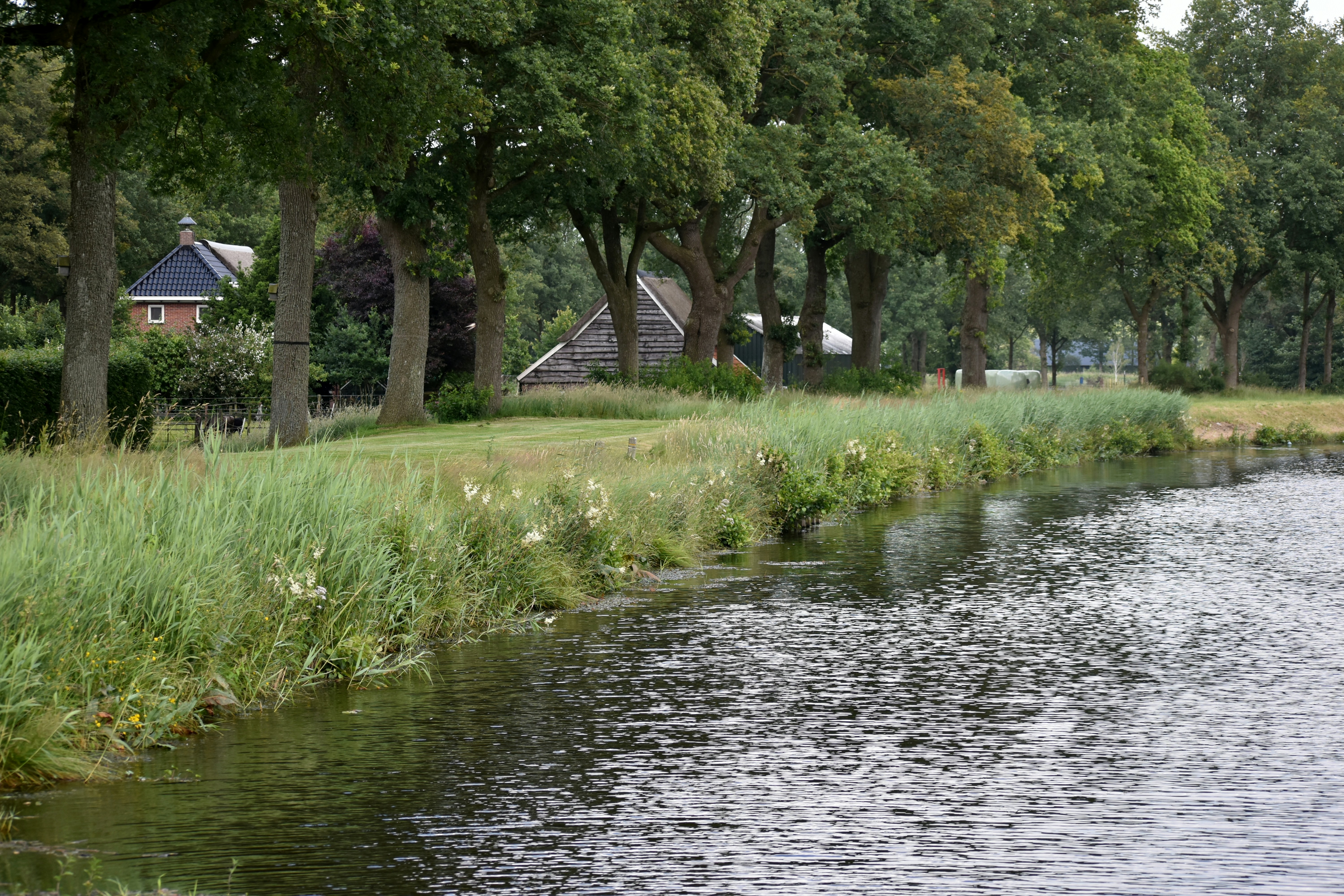 Nederlandse kust