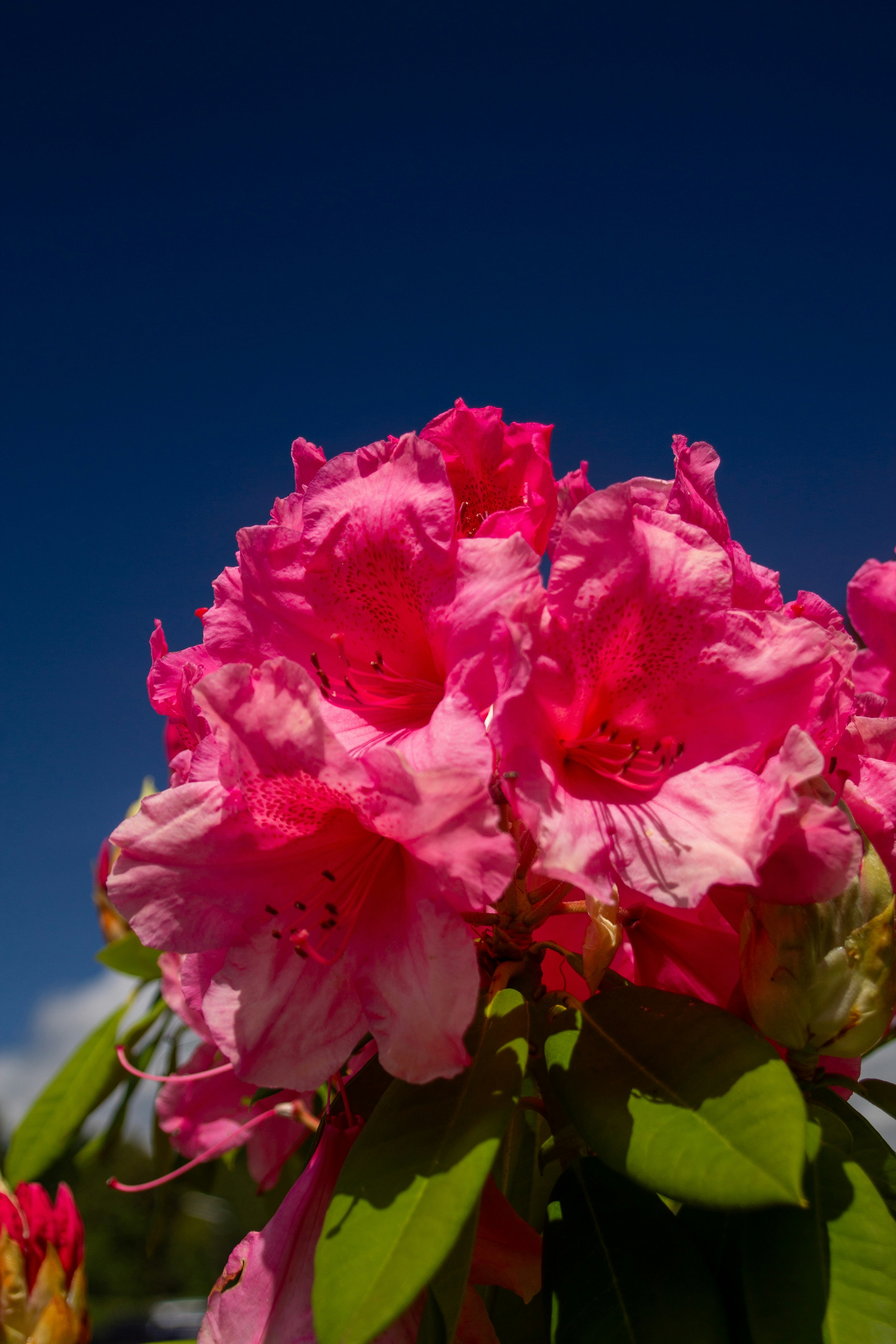 A pink flower with green leaves on a sunny day