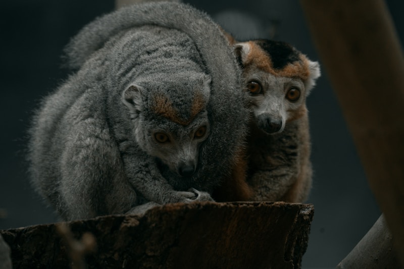 Zwee Déieren um Bamstamm