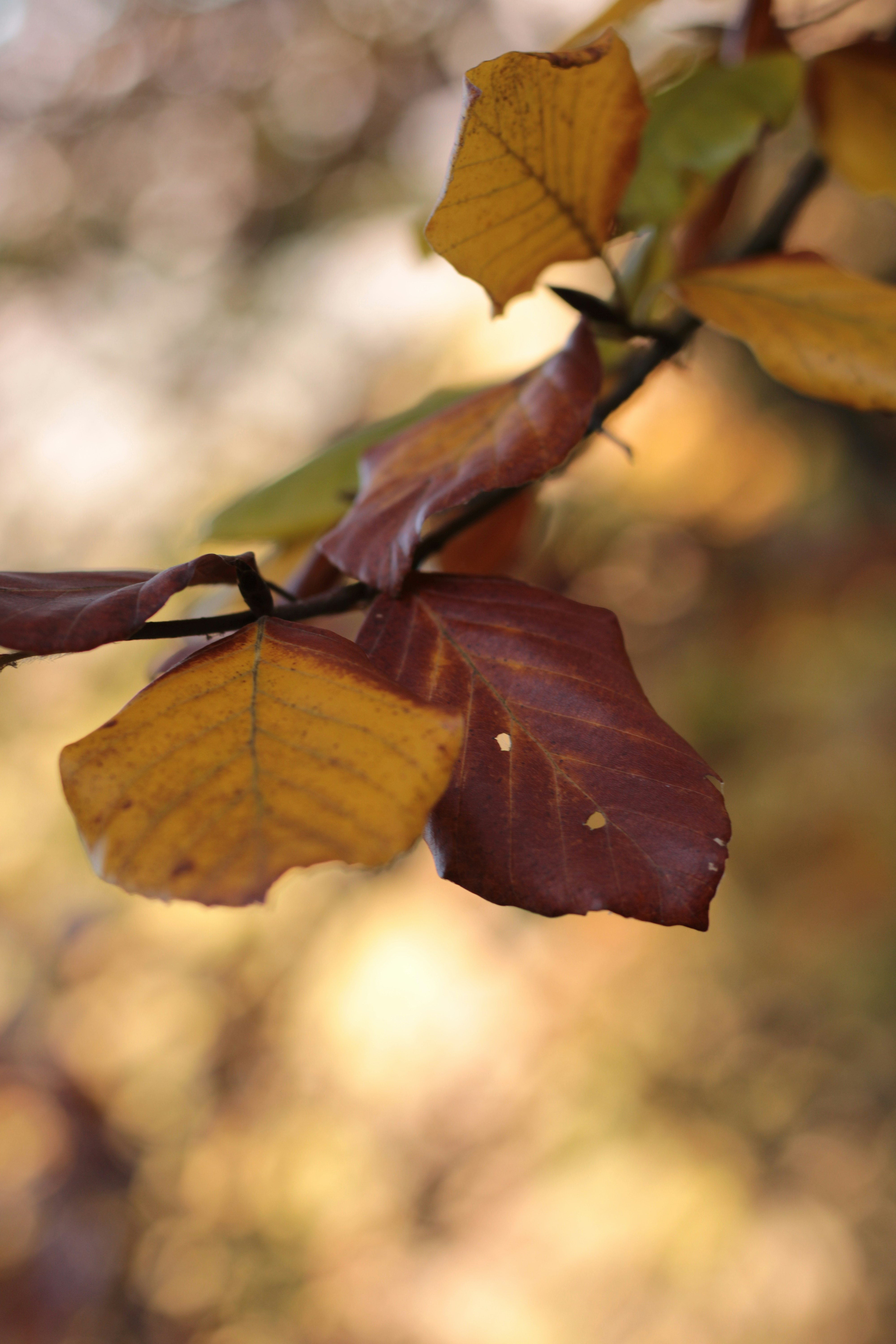 Photo by thorai9akira