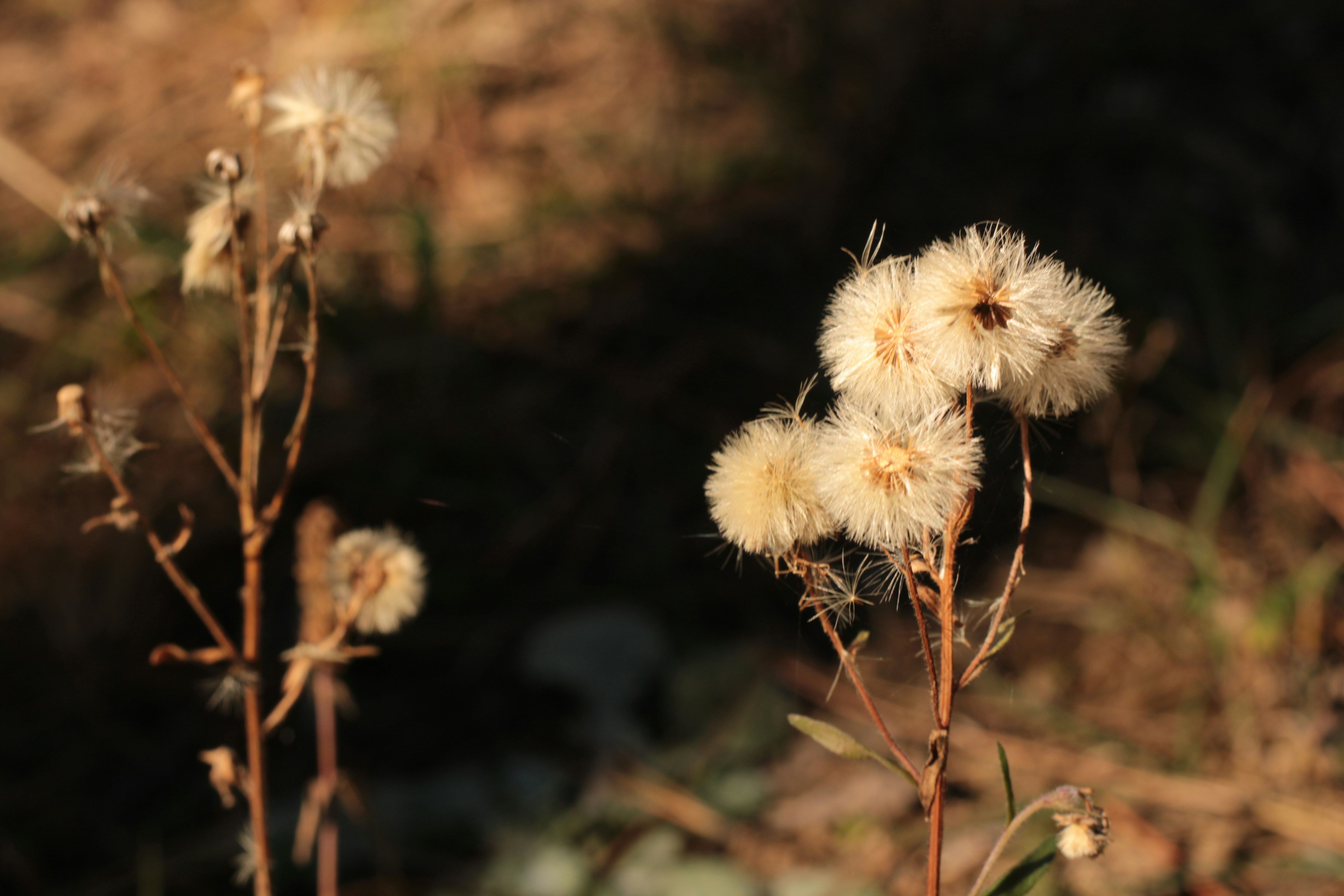 A close up of a plant with a blurry background