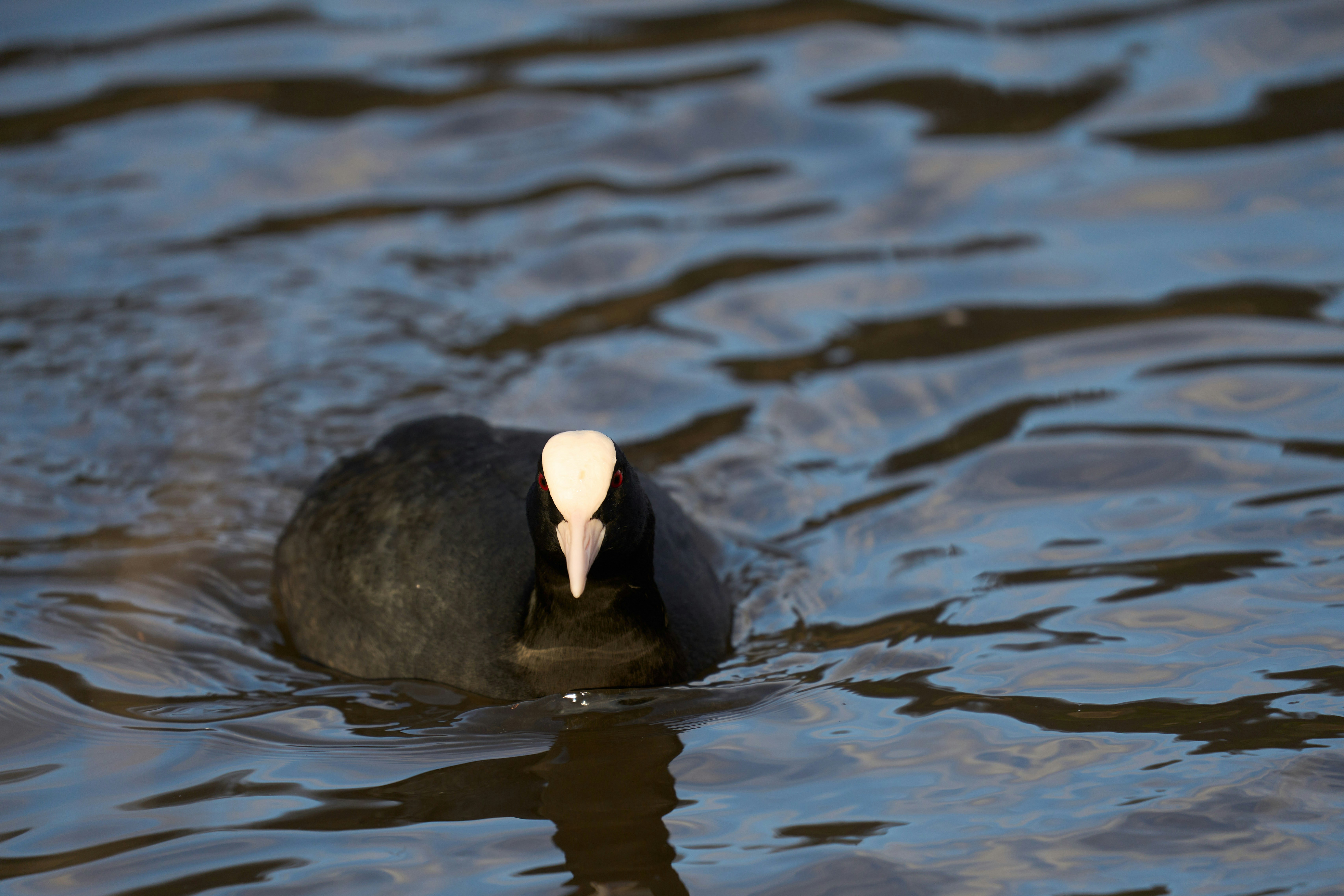 Photo by wolfgang_hasselmann