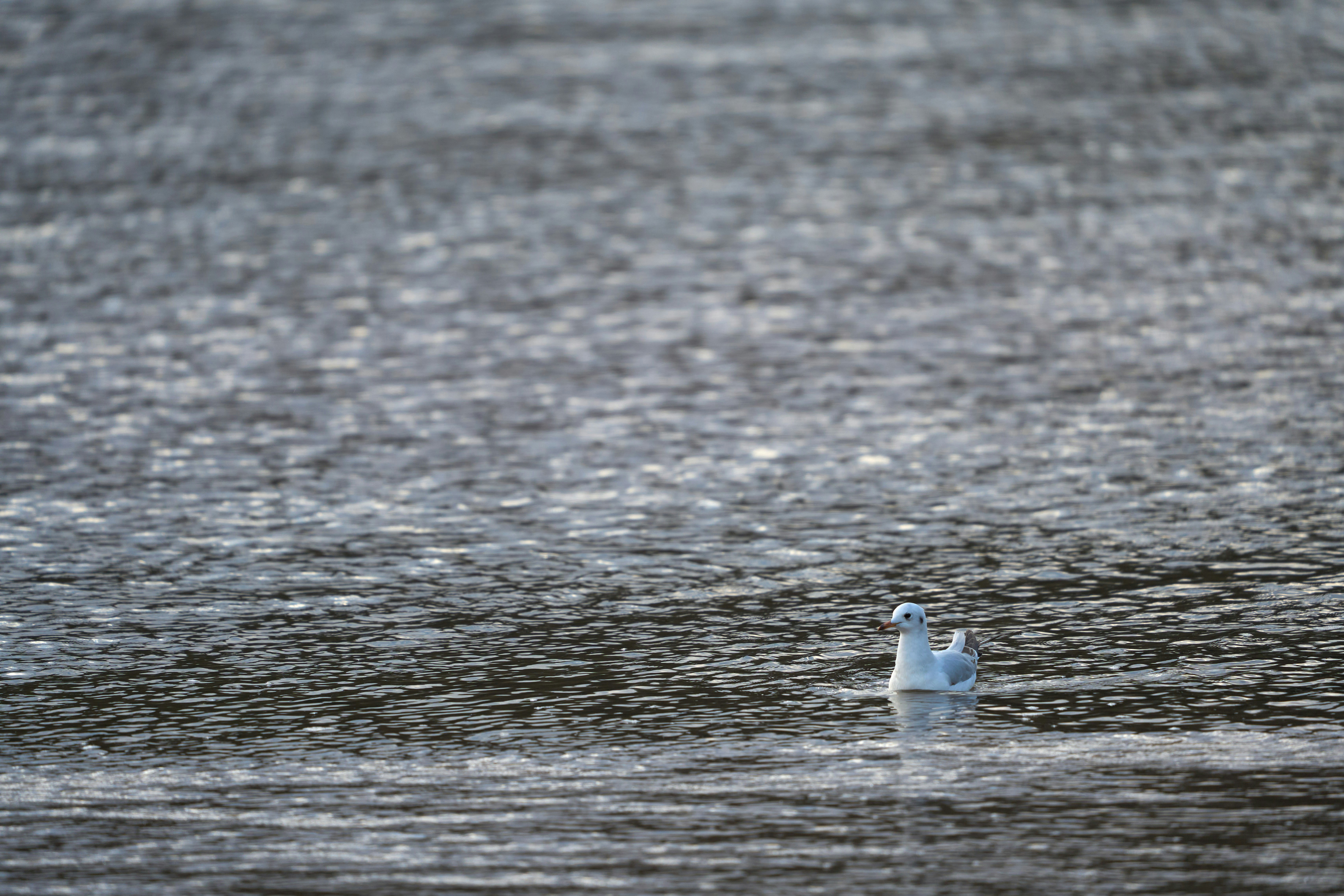 Photo by wolfgang_hasselmann