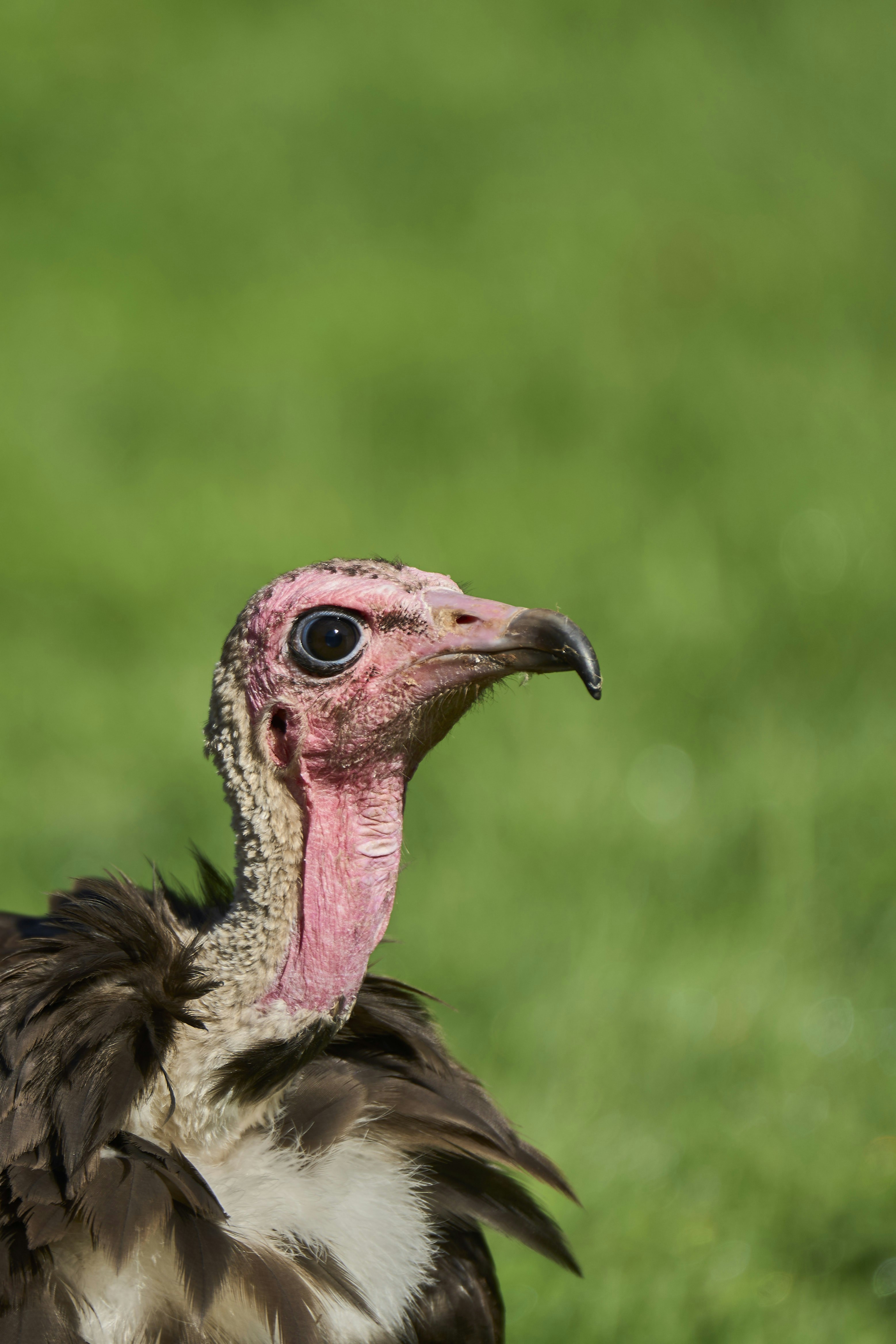 Photo by wolfgang_hasselmann