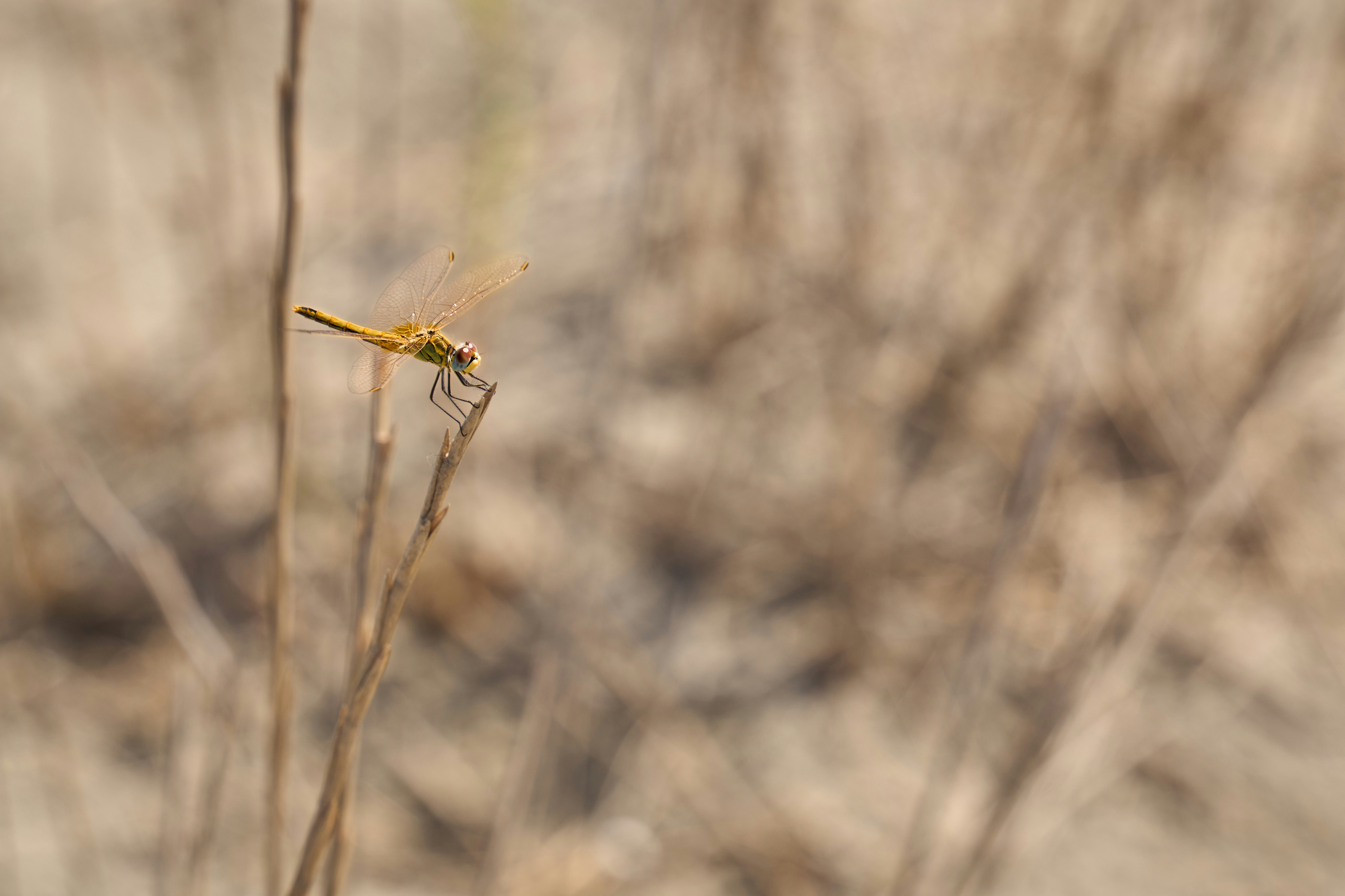 Photo by wolfgang_hasselmann