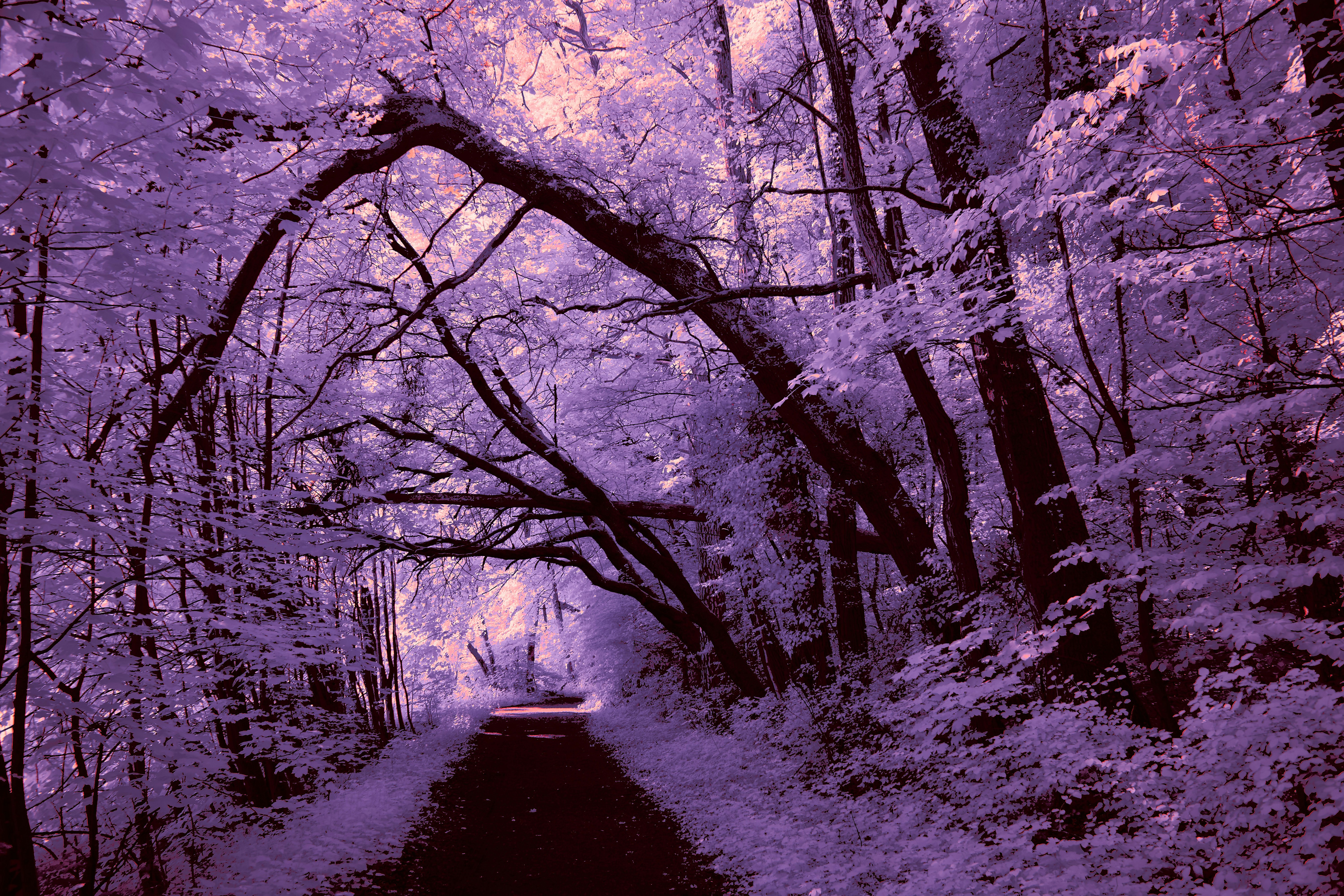 Photo by wolfgang_hasselmann