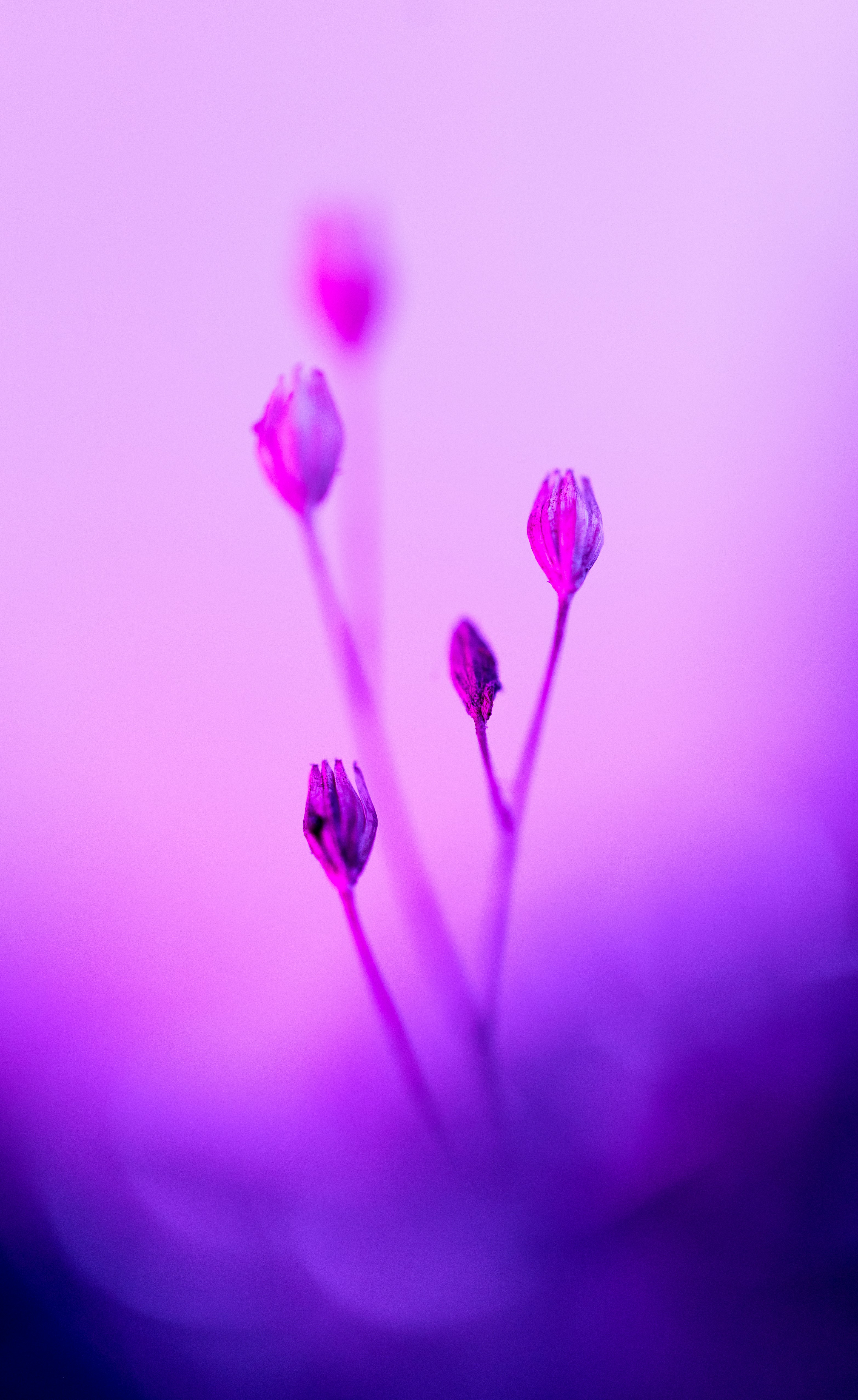 A close up of a flower with a blurry background
