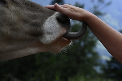 A close up of a person feeding a cow