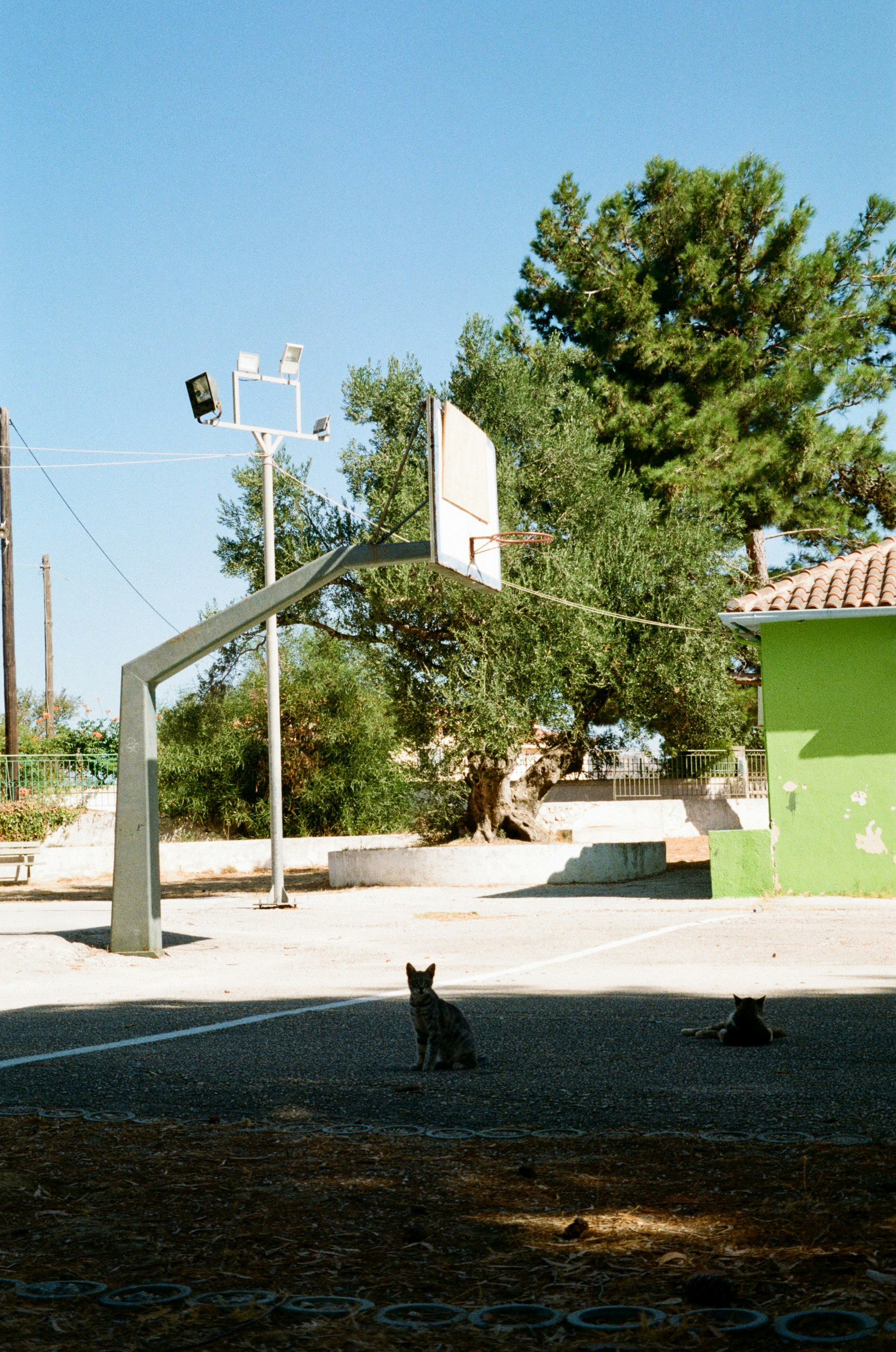 A cat sitting on the ground in front of a basketball court