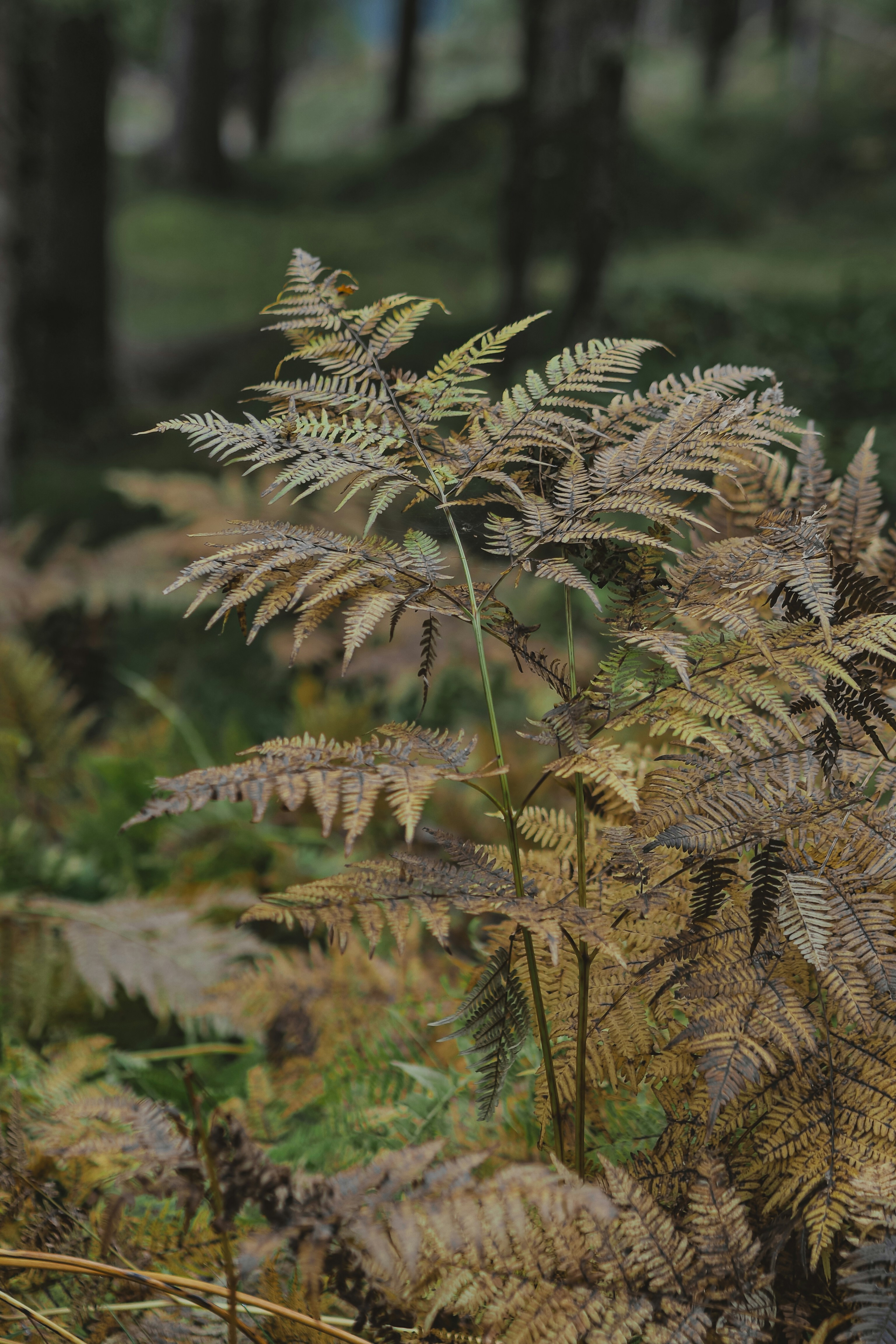 Photo by laurachouette