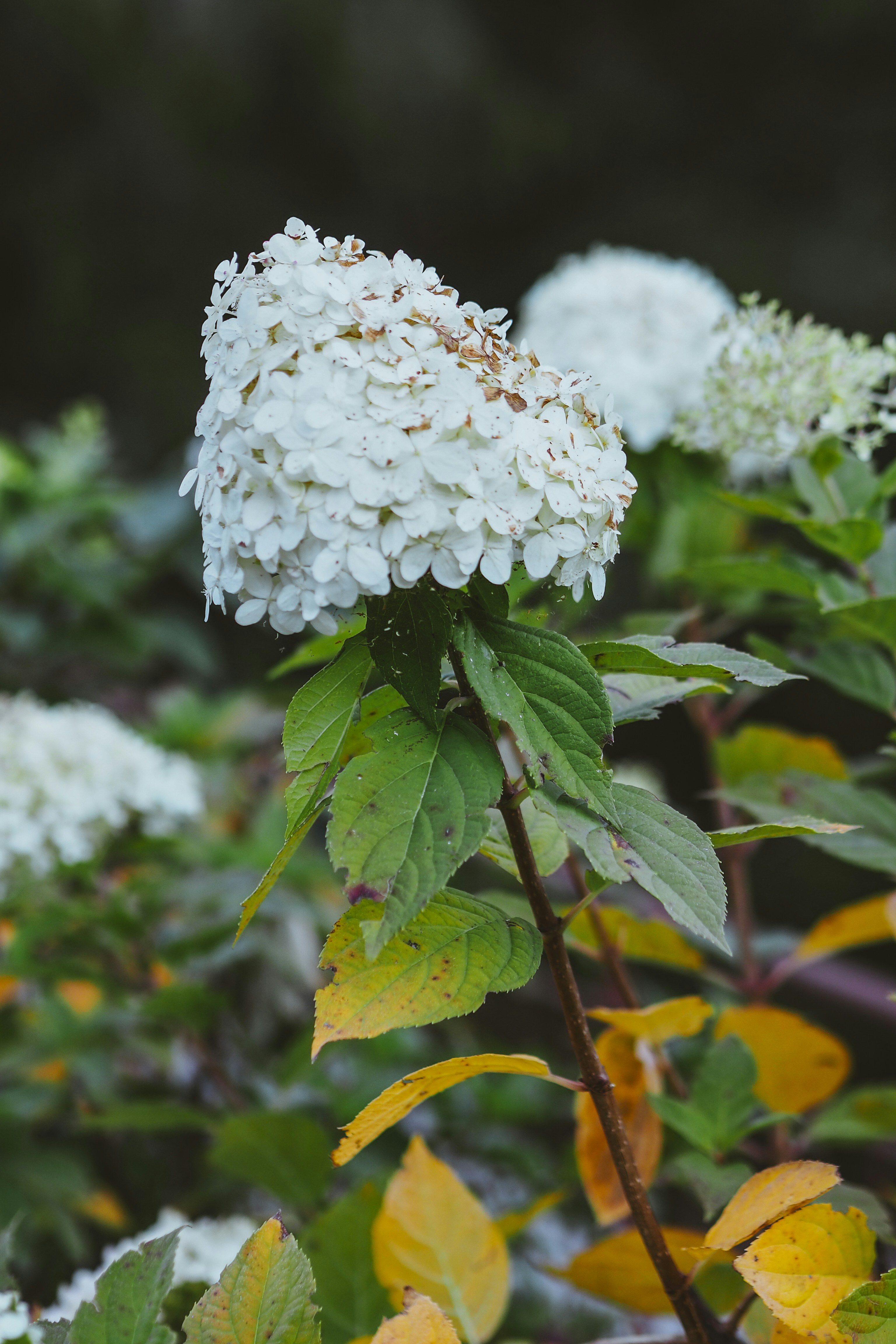 Photo by laurachouette