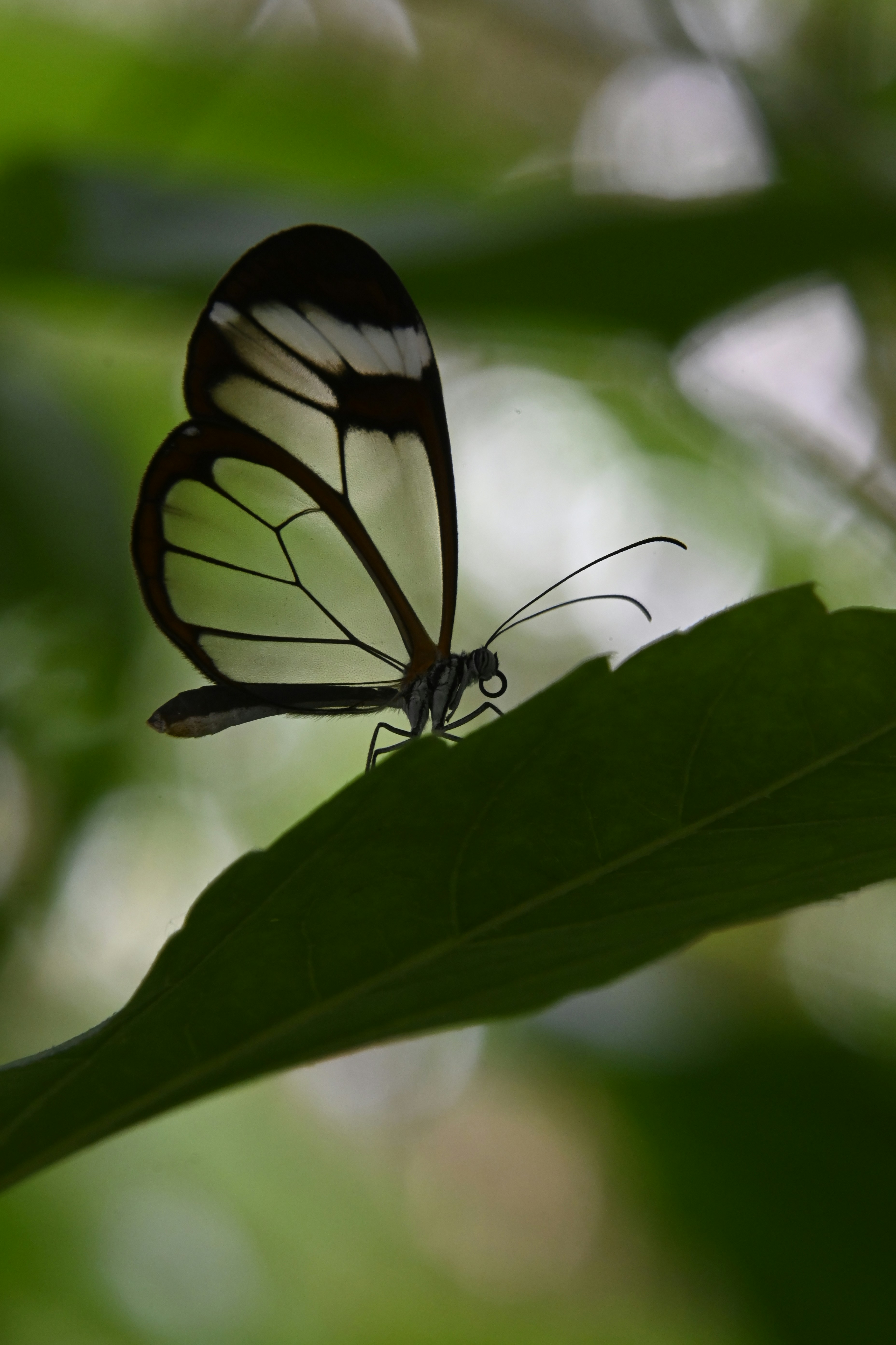 Glasswing butterfly, a delicate, transparent butterfly with black and white markings rests on a green leaf, its wings partially open.