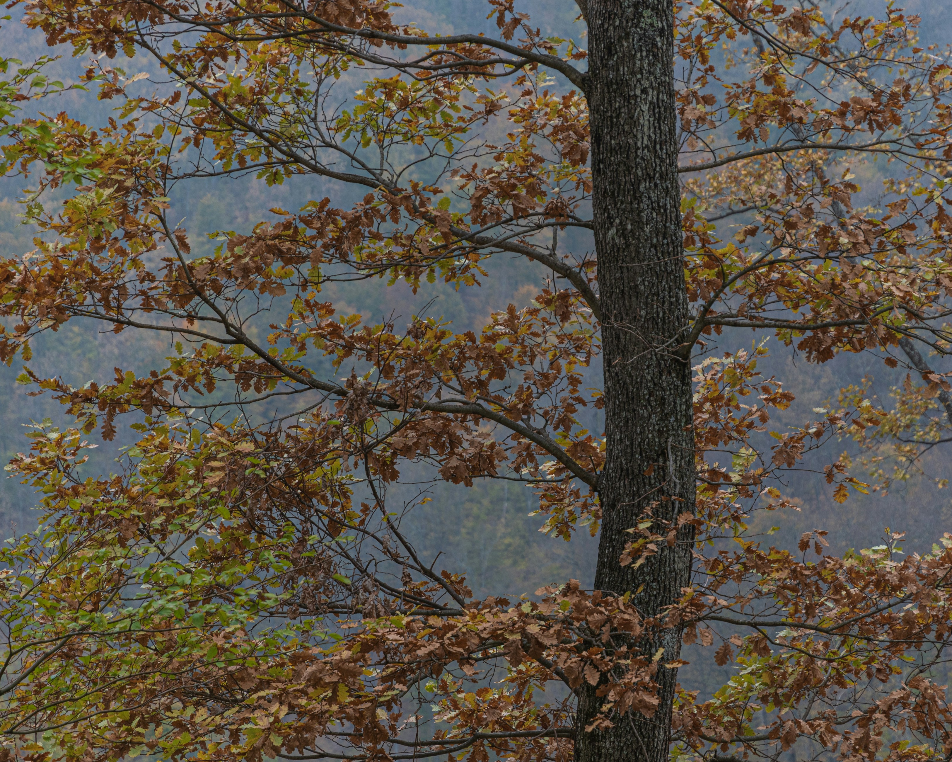 Photo by vjeblackbirdlion