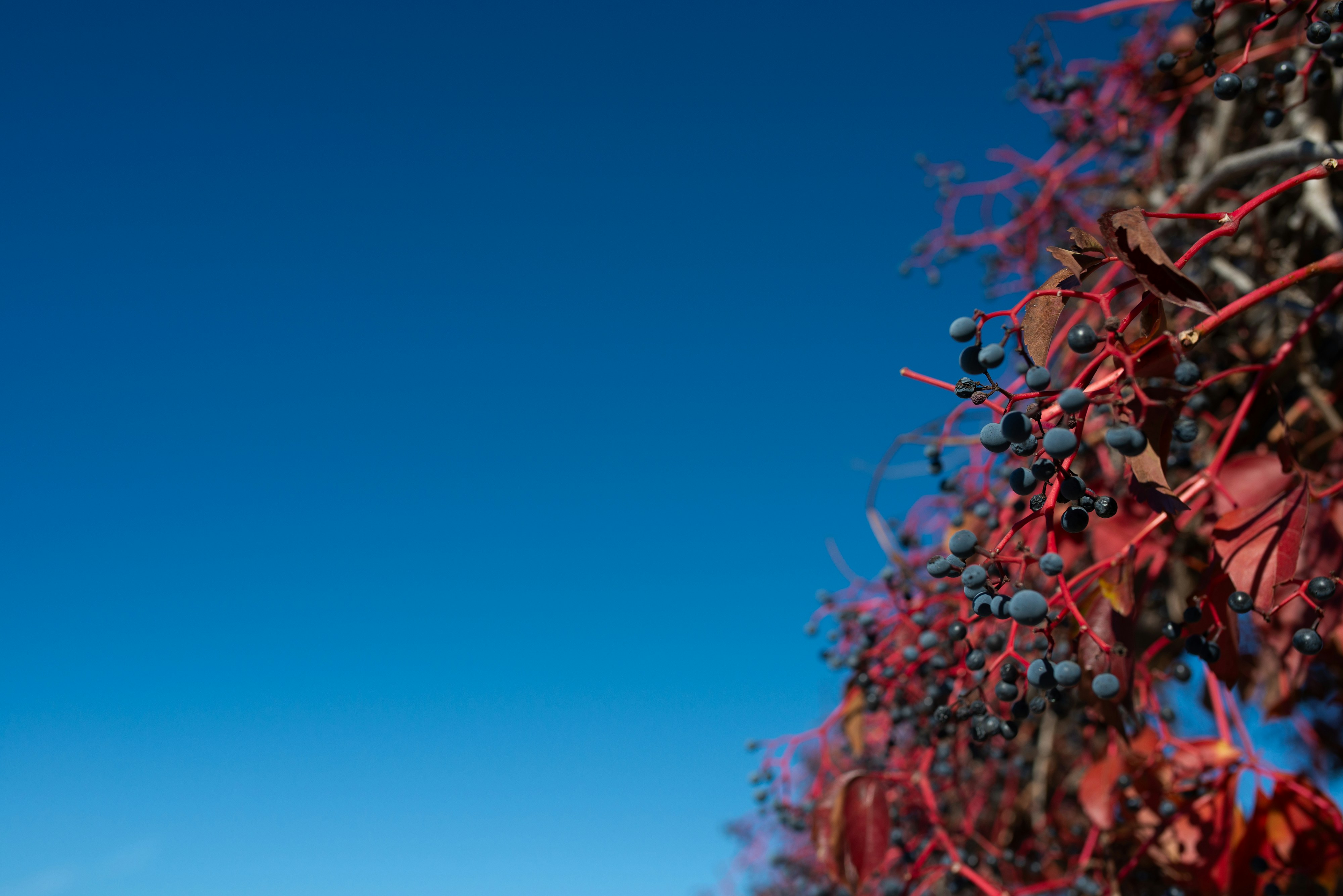 A tree with red leaves in the foreground and a blue sky in the background