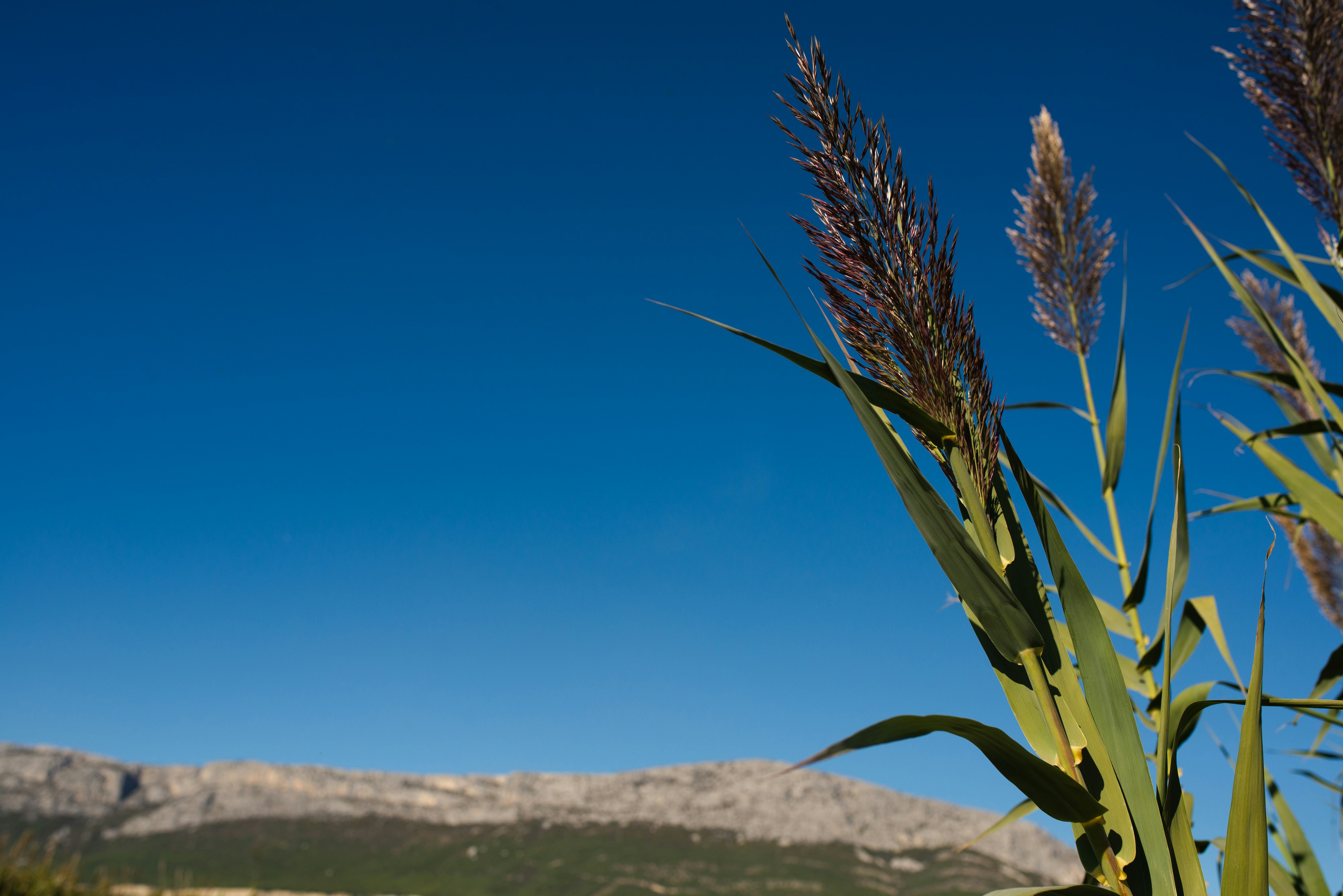 A view of a field with a mountain in the background