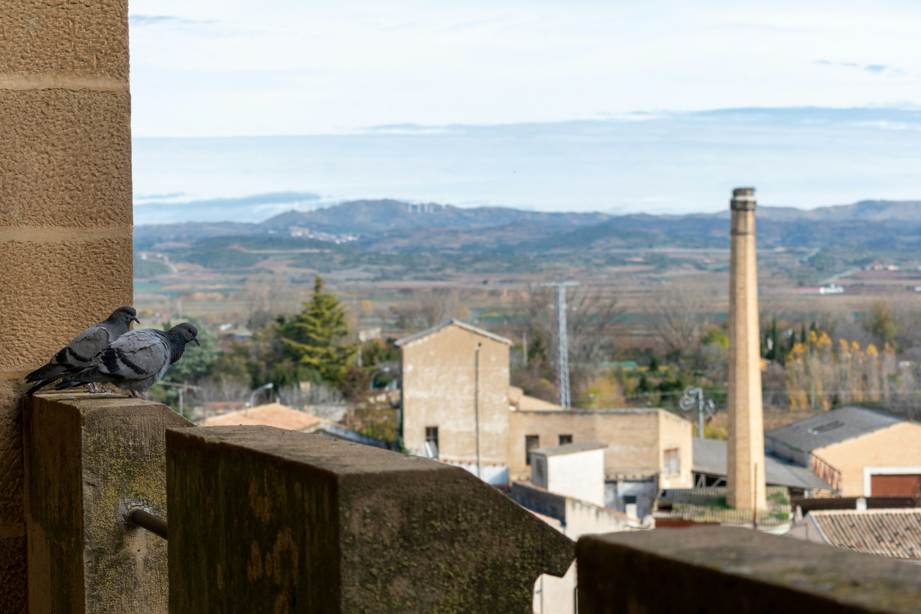 A bird is sitting on a ledge of a building