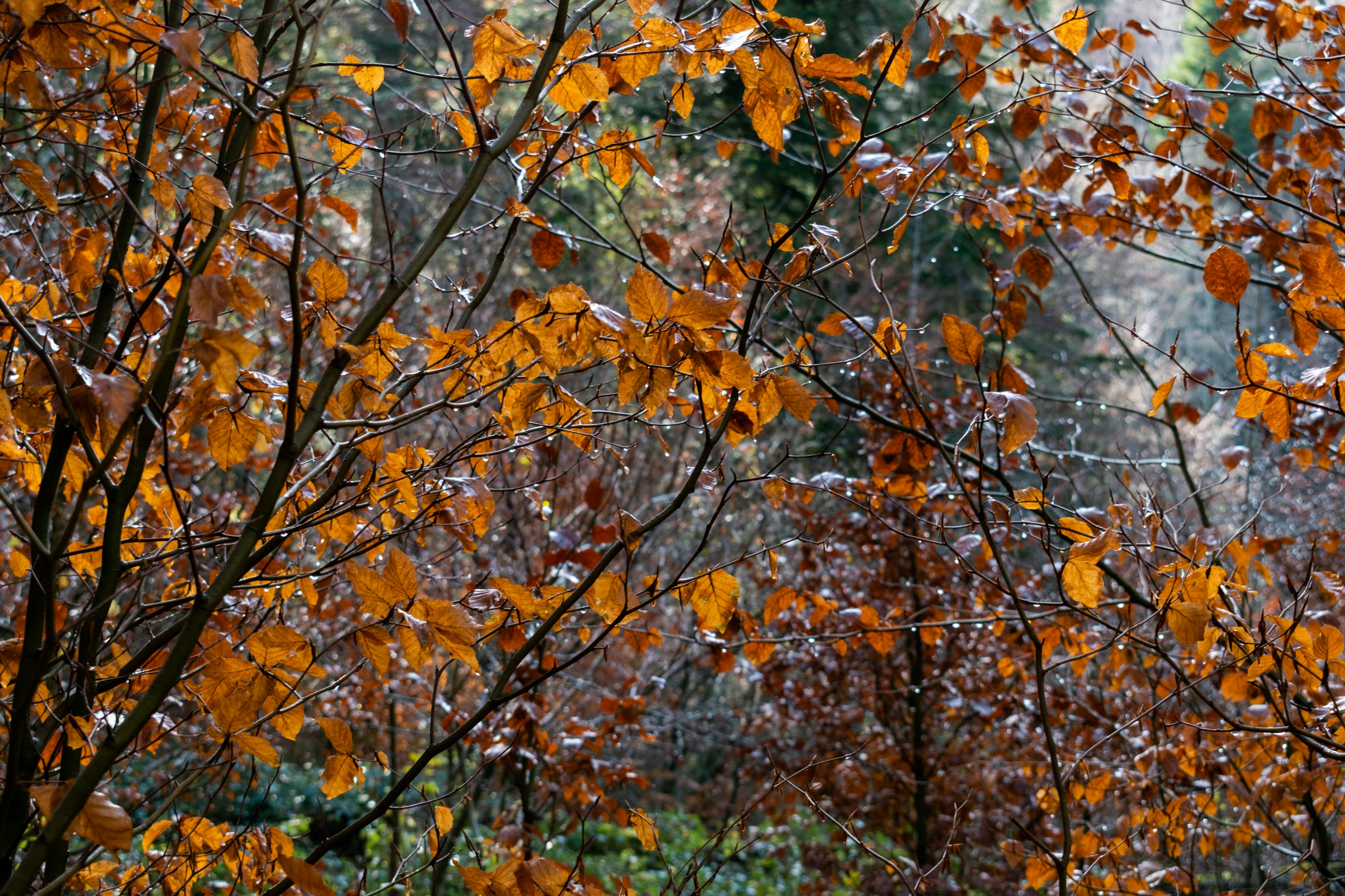 A forest filled with lots of trees covered in fall leaves