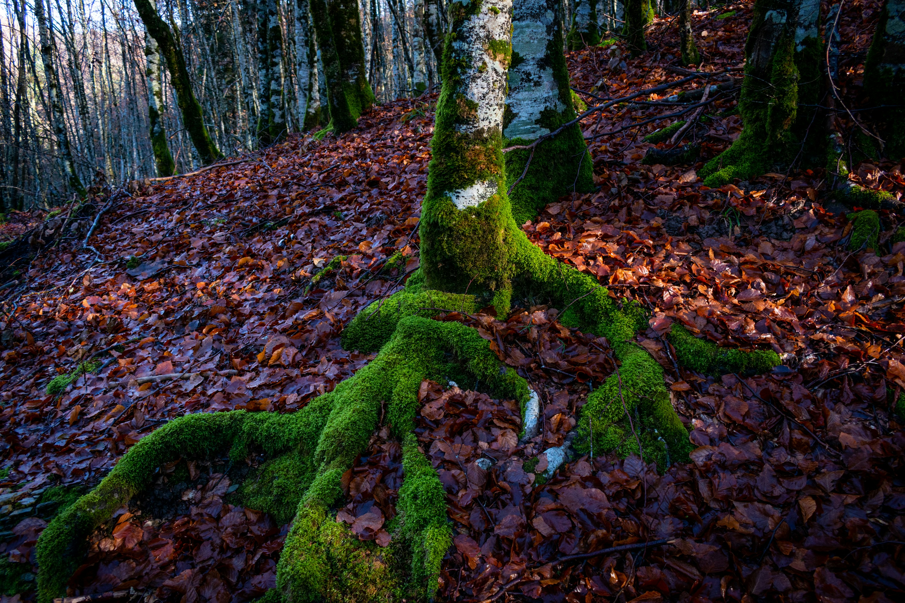 A moss covered tree trunk in a forest