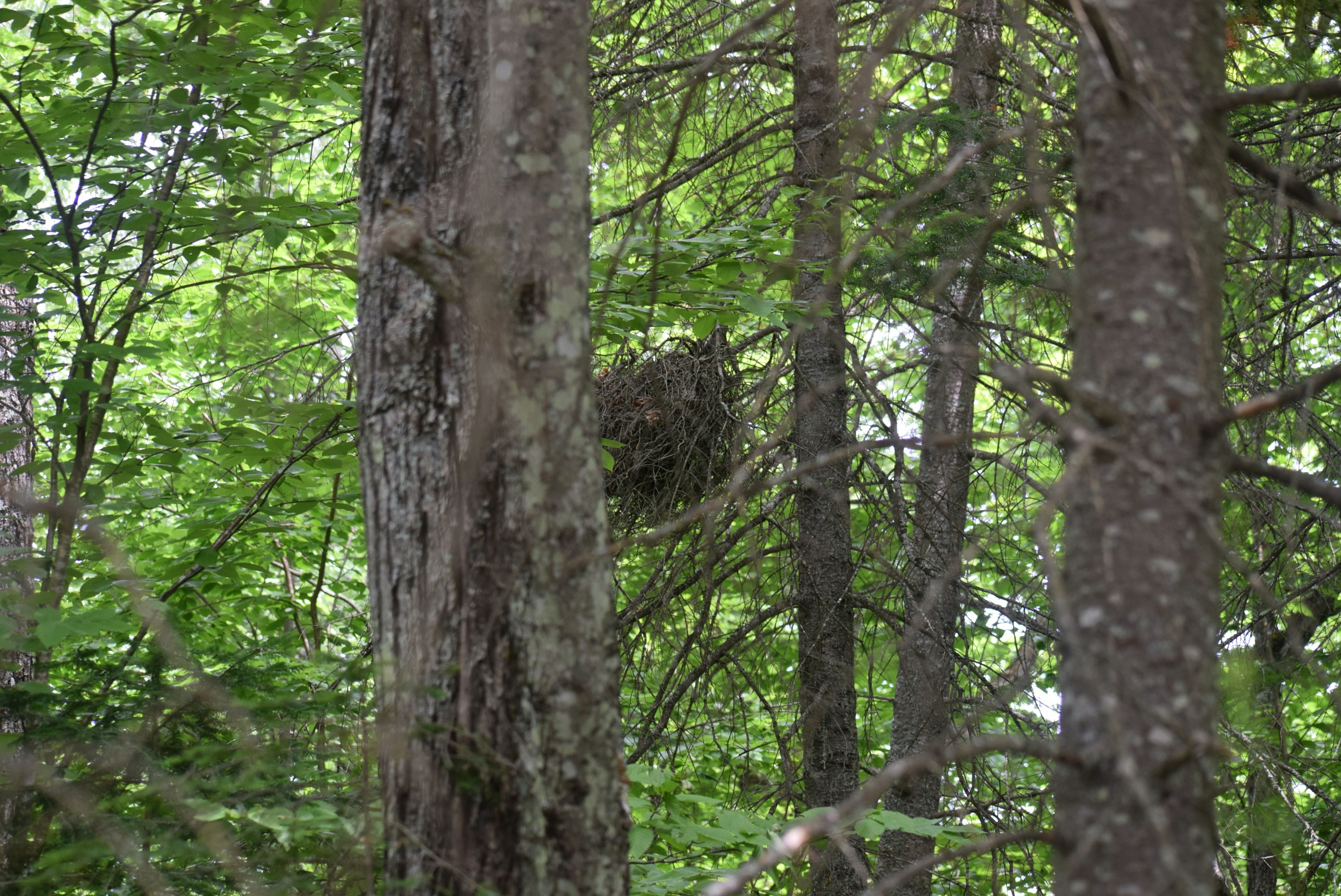 Photo by menesesangel