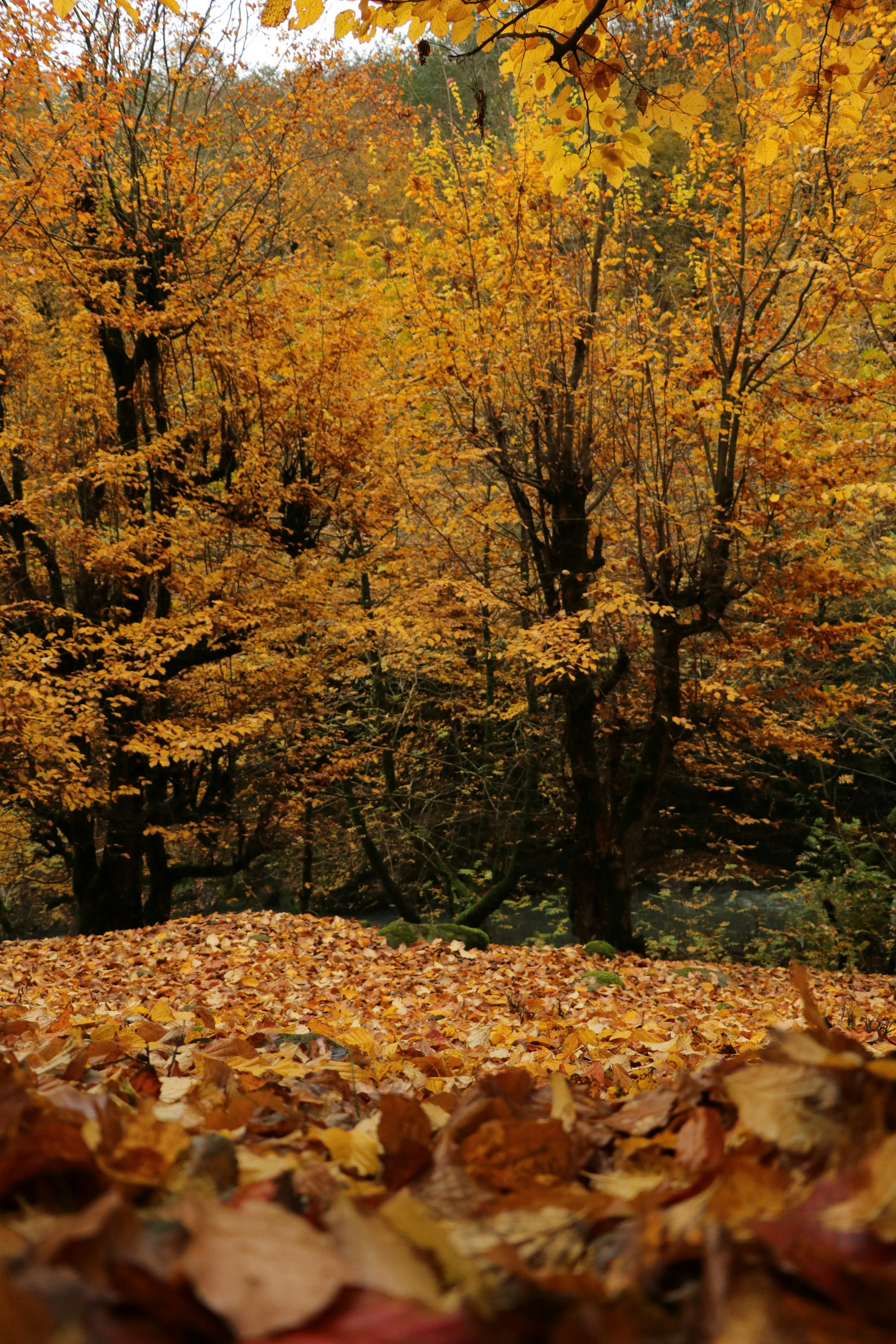 Photo by sshiva