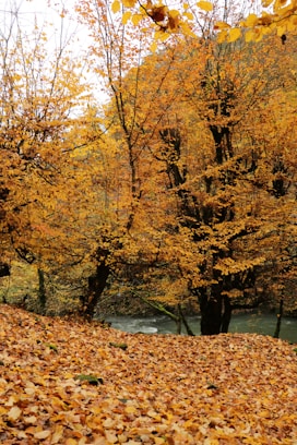 A park with lots of leaves on the ground