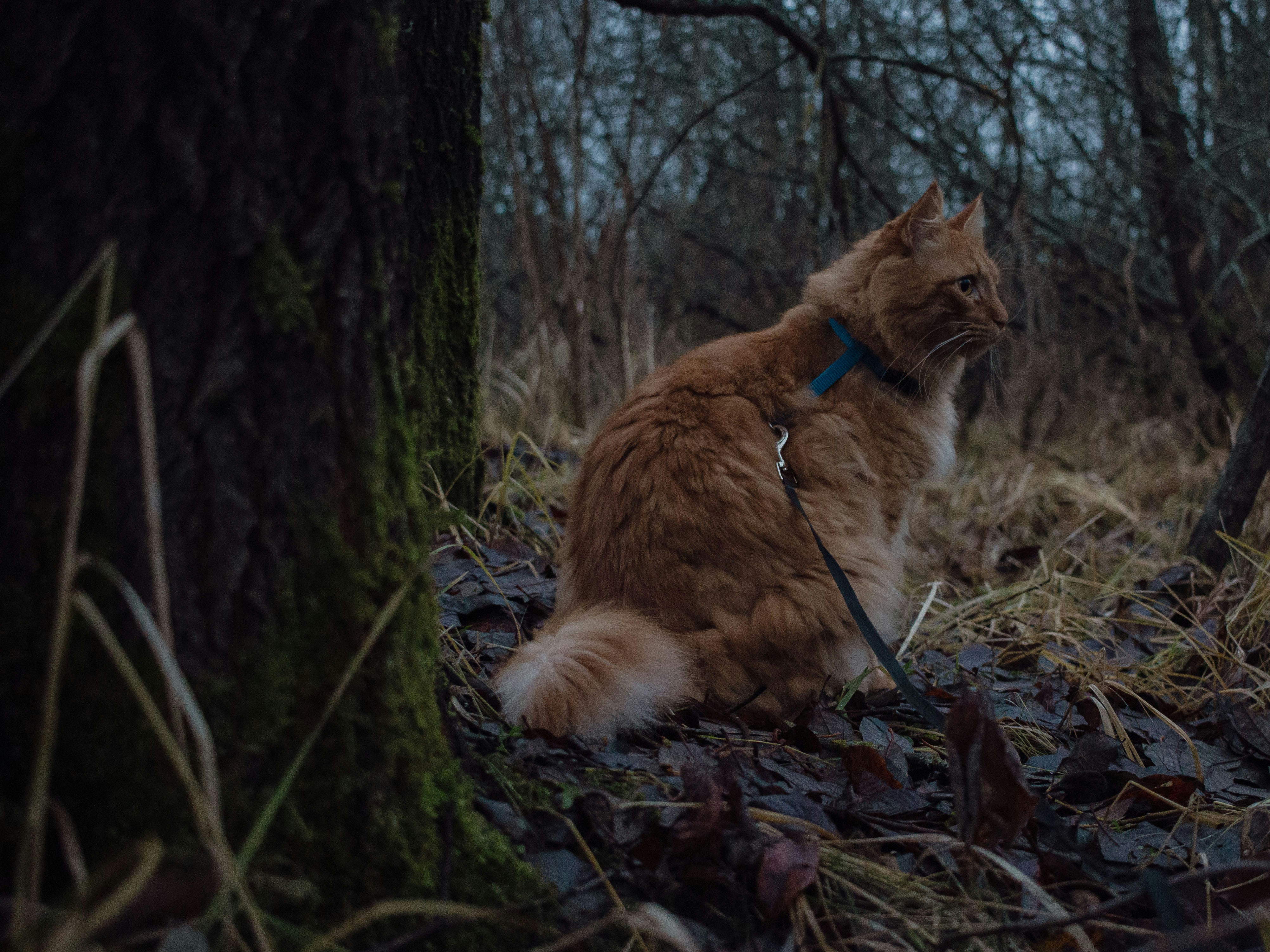 9. Treat Scavenger Hunts: Sniff and Seek (image credits: unsplash)